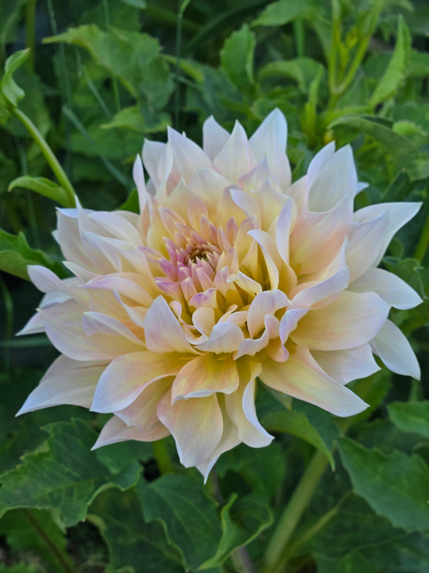 Lakeview Blush