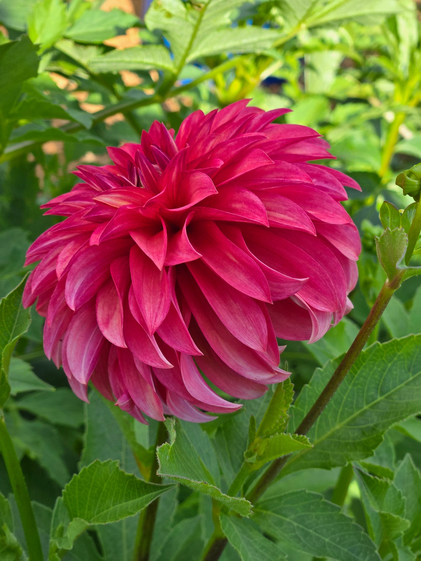 Clearview Cinnabar