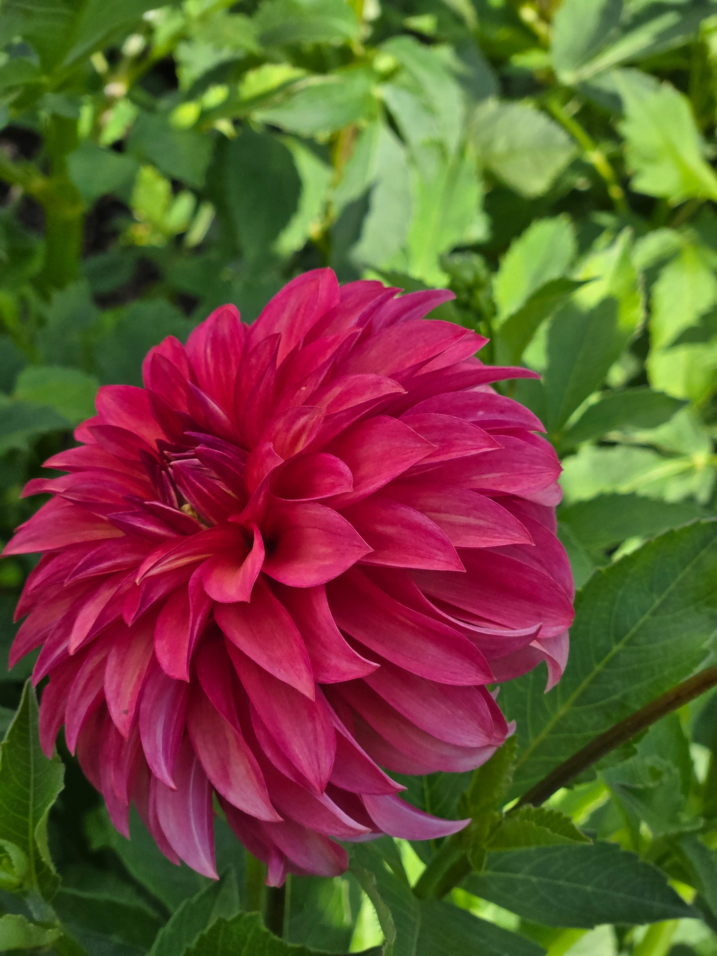 Clearview Cinnabar
