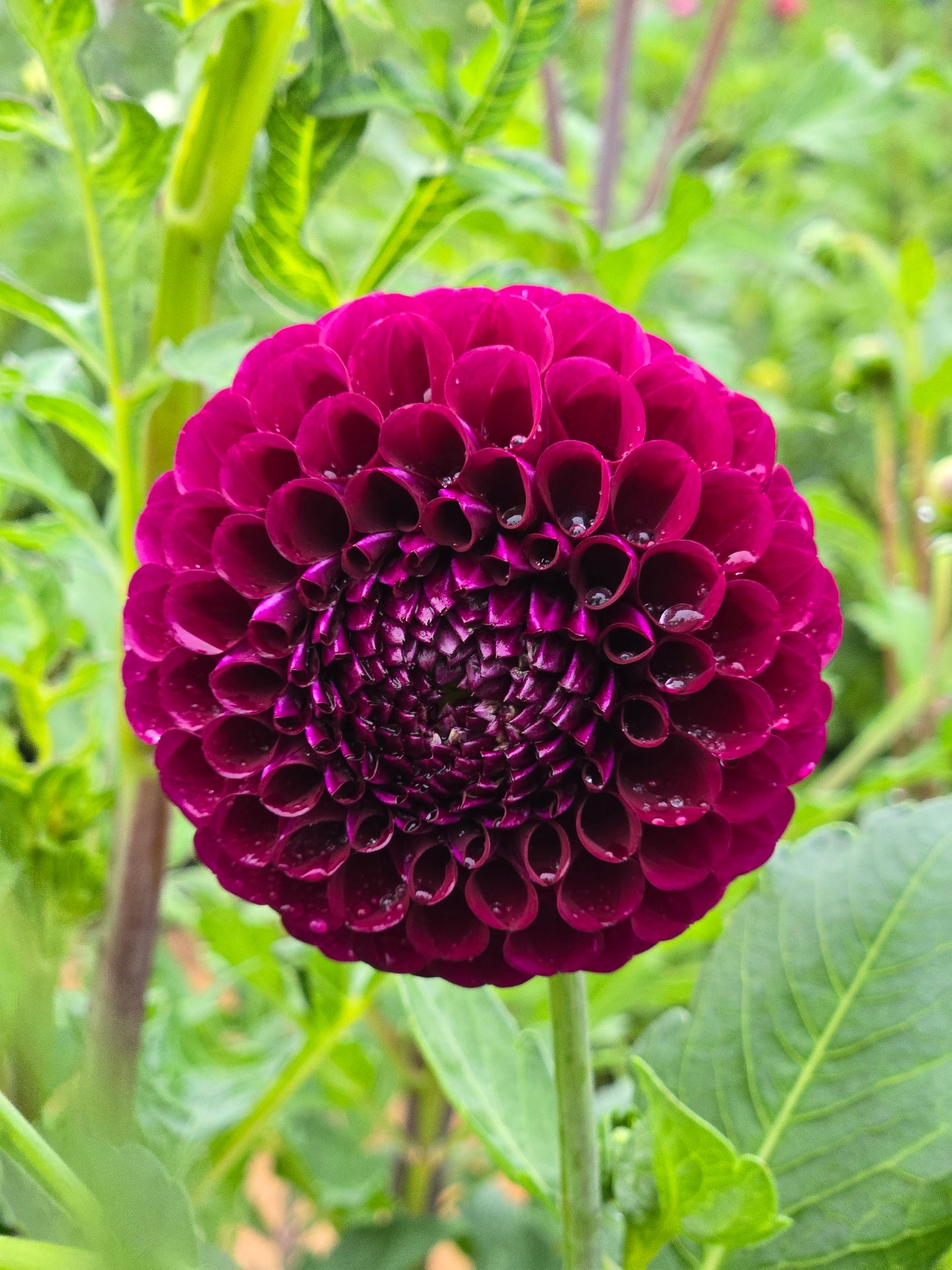 Irish Blackberry