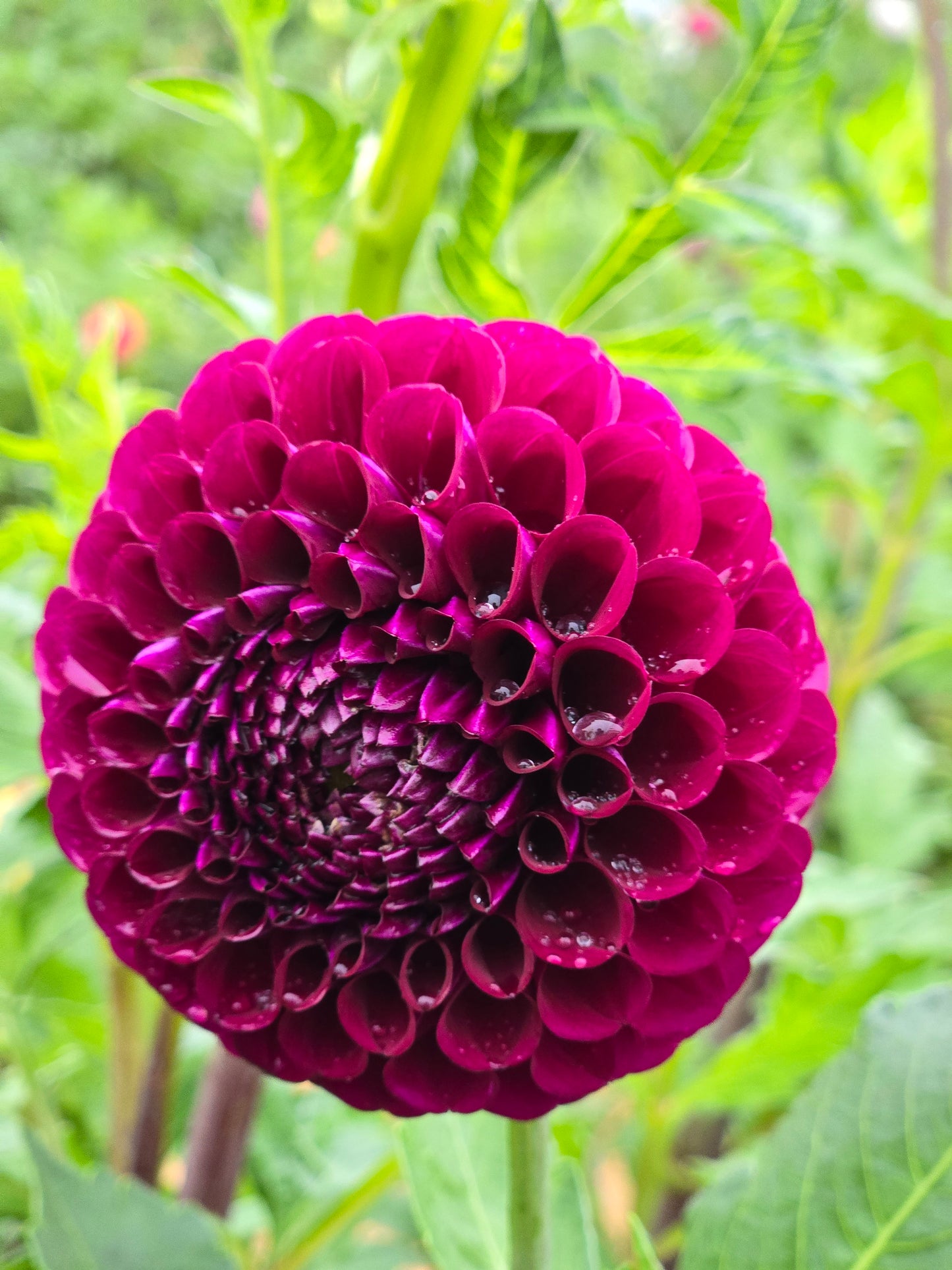 Irish Blackberry