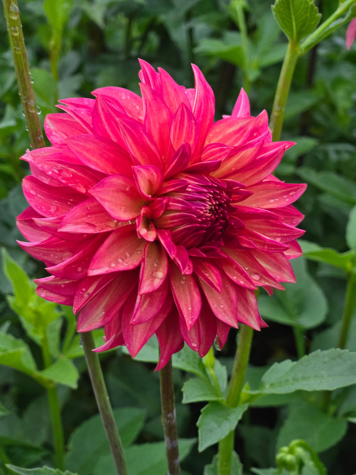 Clearview Cinnabar