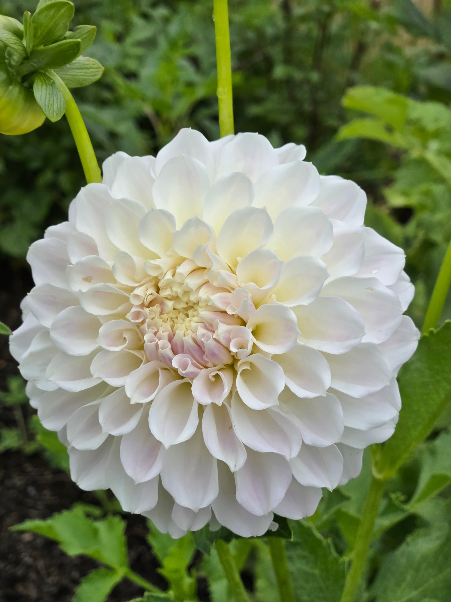 Irish Ruffles