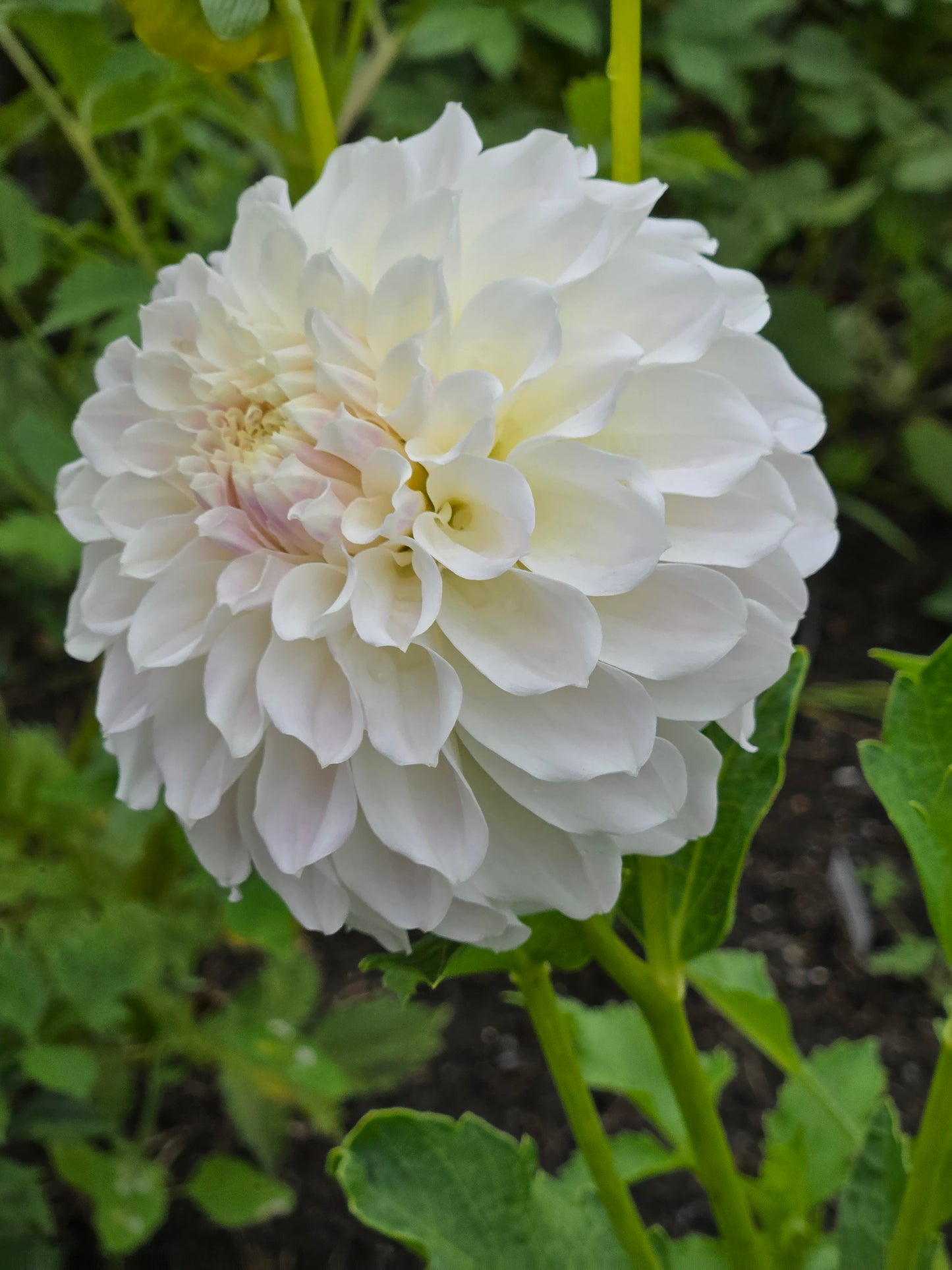 Irish Ruffles