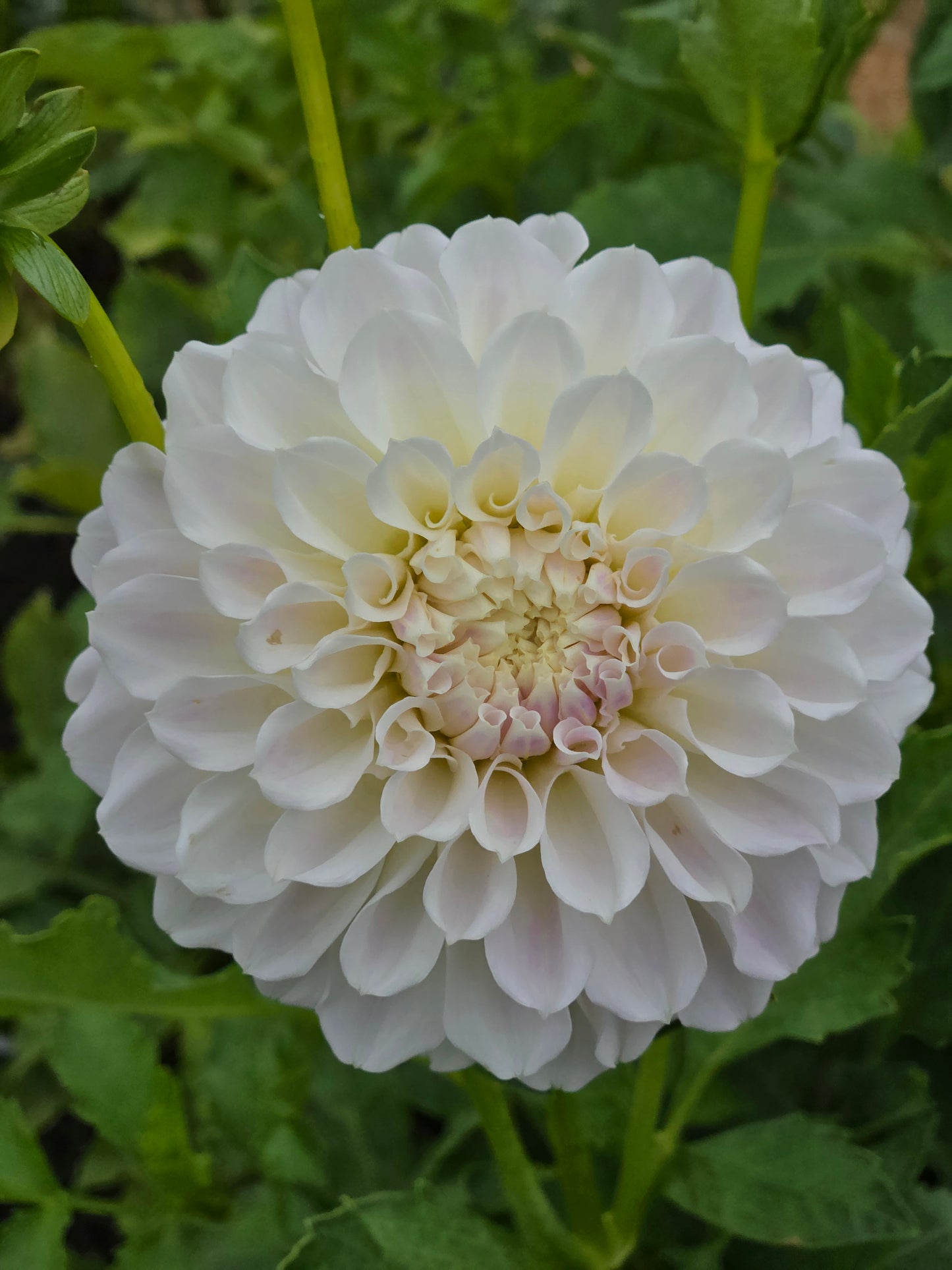 Irish Ruffles