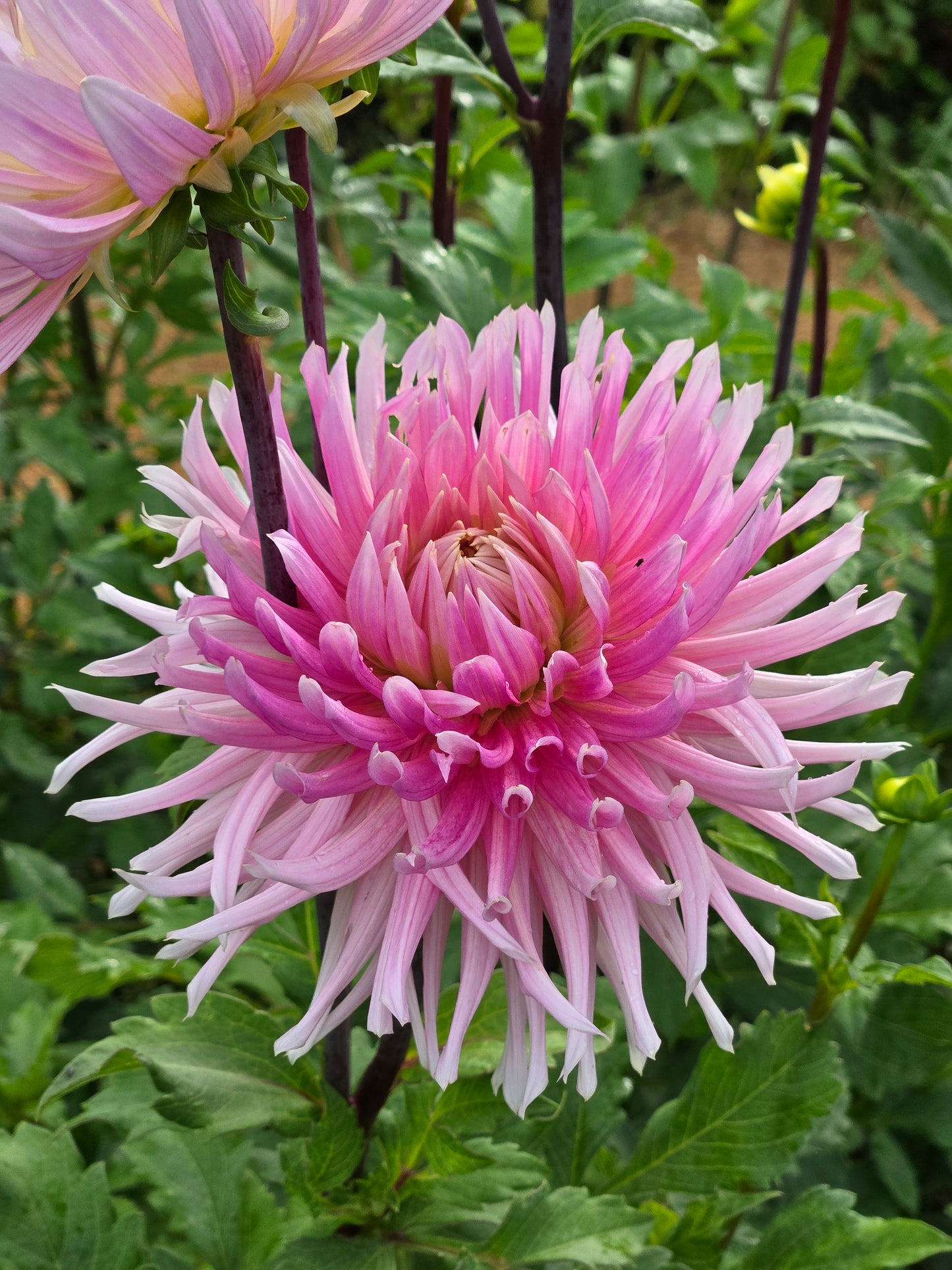 Hollyhill Cotton Candy