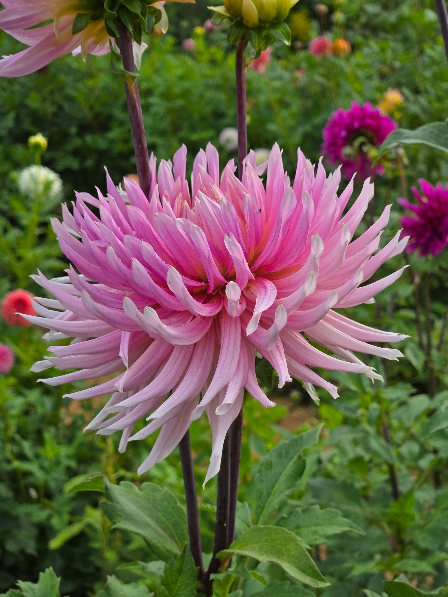 Hollyhill Cotton Candy