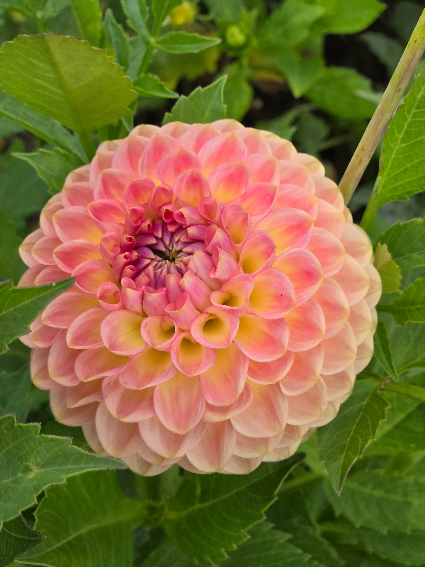 20th Ave Softer Peach
