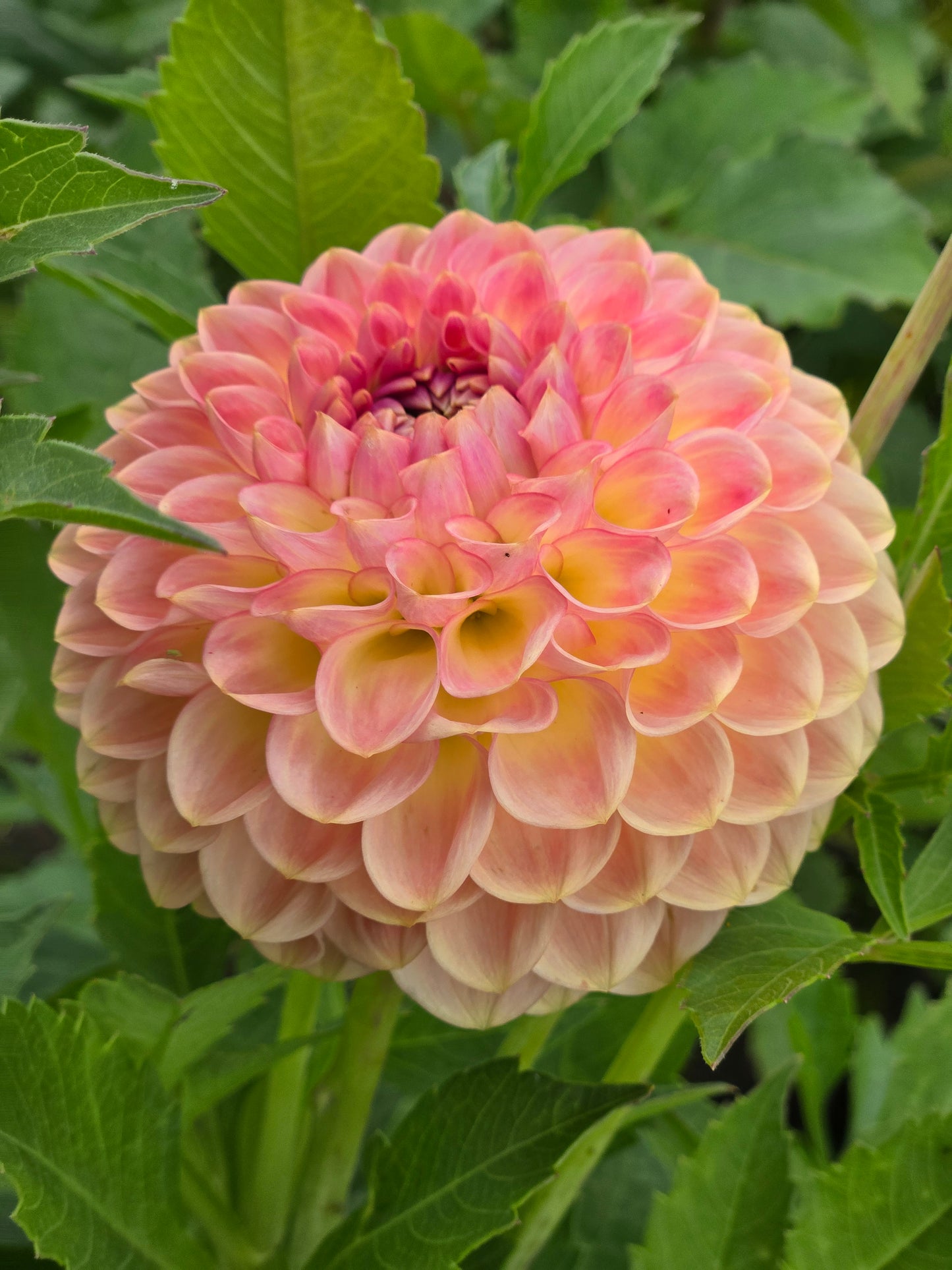 20th Ave Softer Peach
