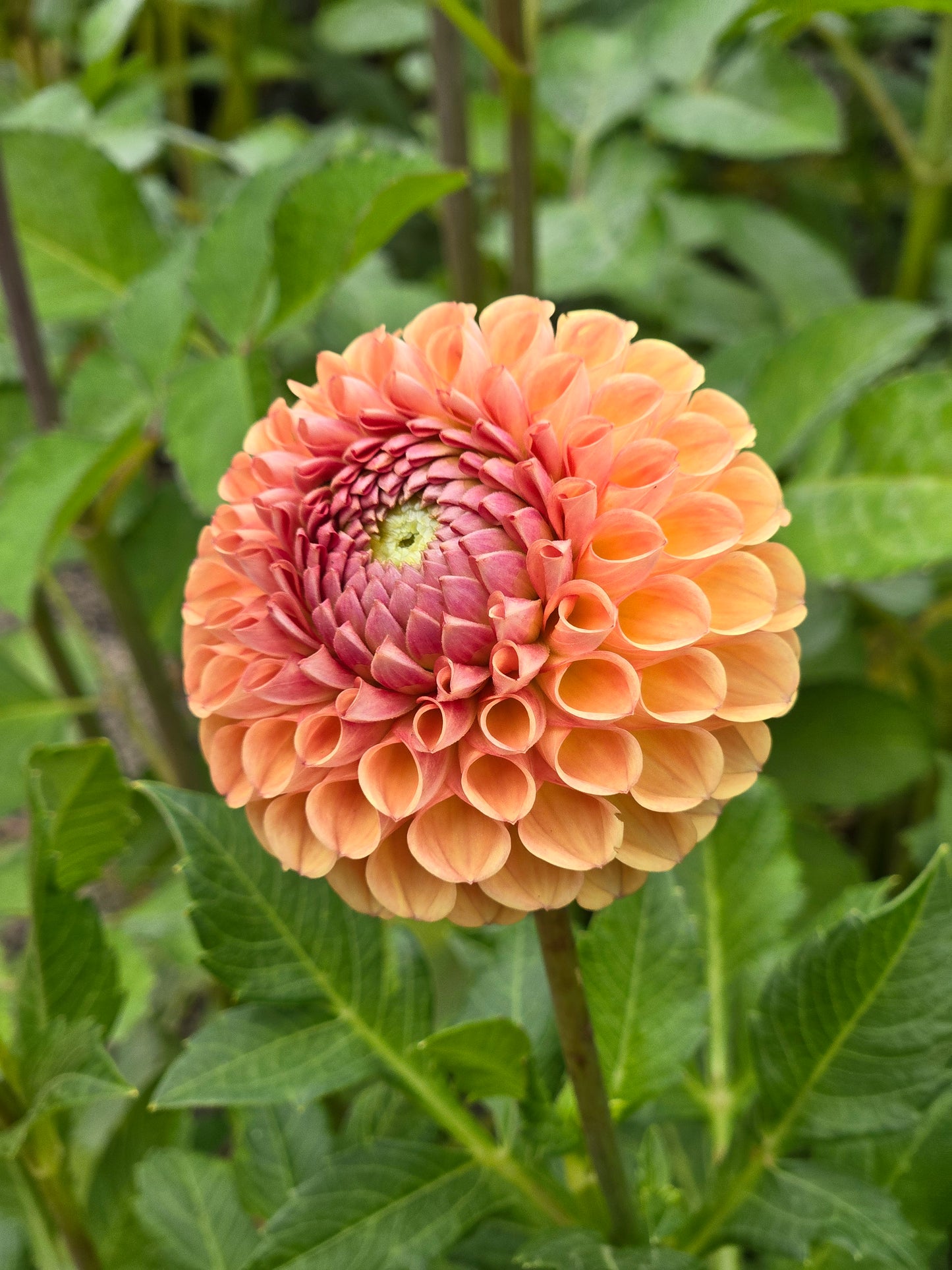 Valley Tawny