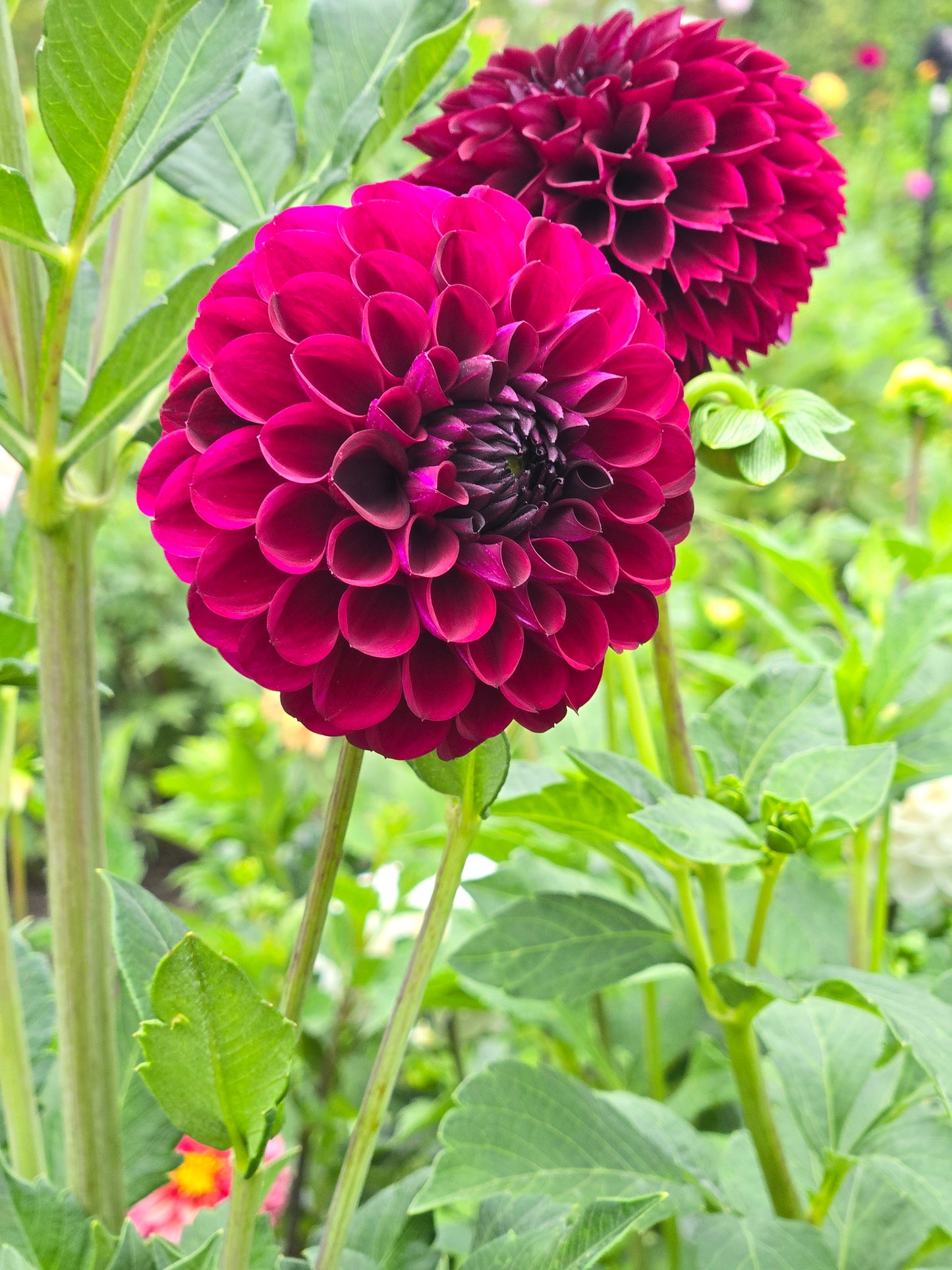 Ferncliff Black Cherry