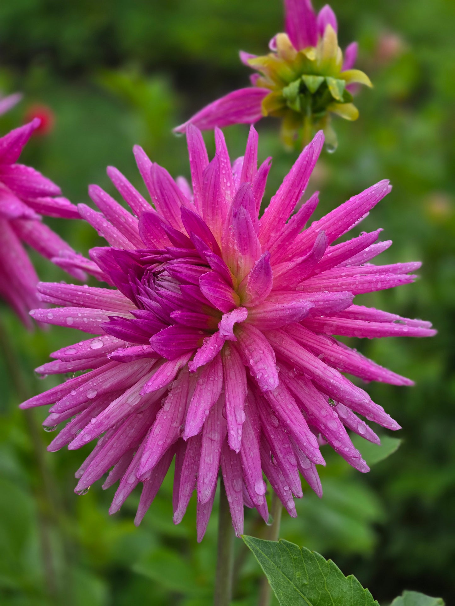 Sandia Barbie