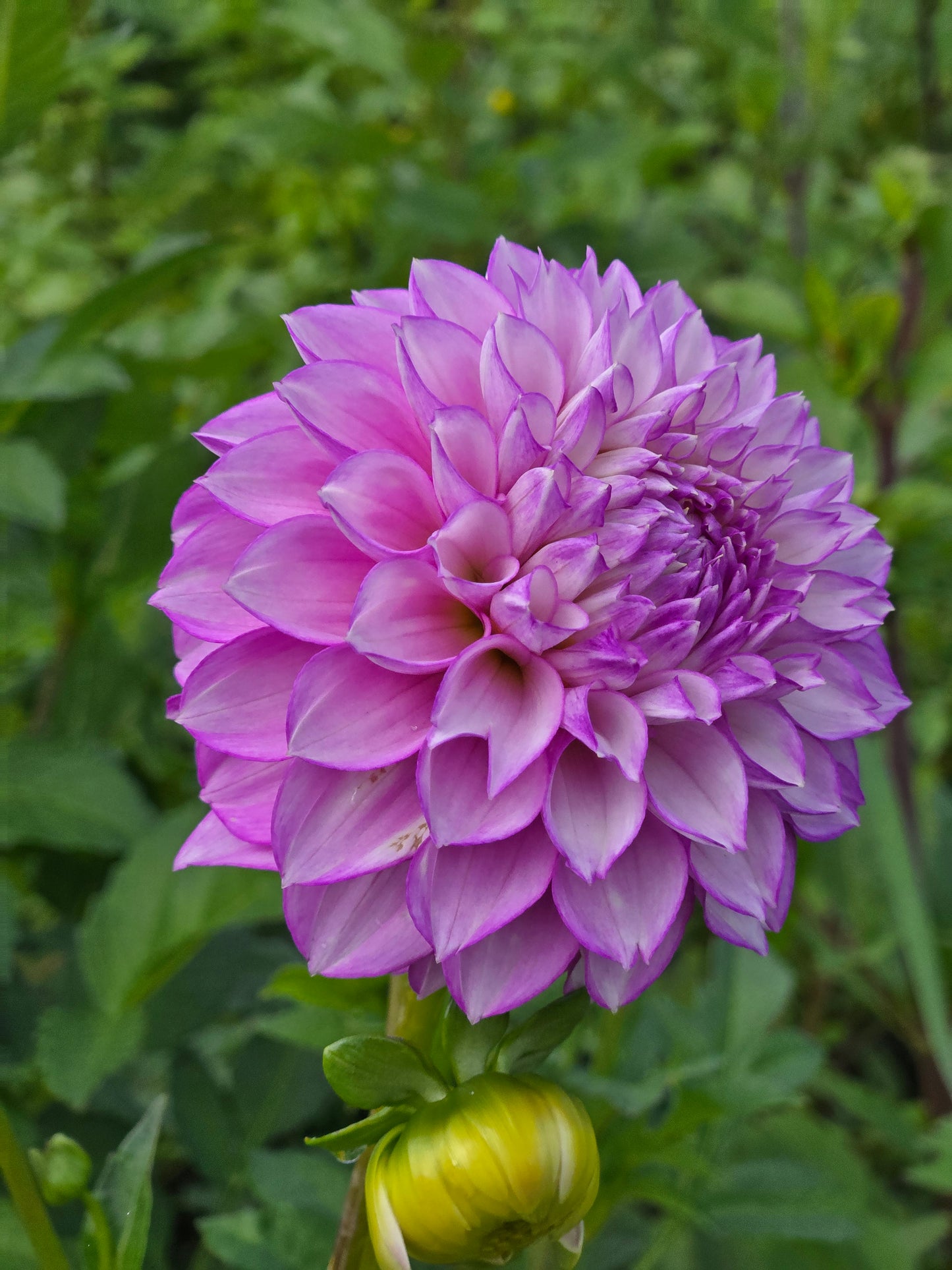 WB's Lavender Ice