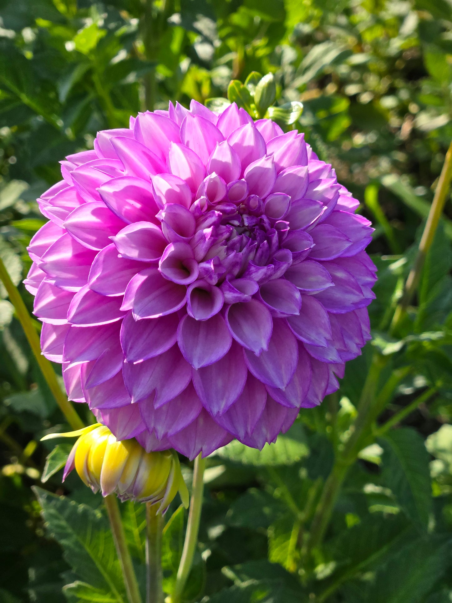 WB's Lavender Ice