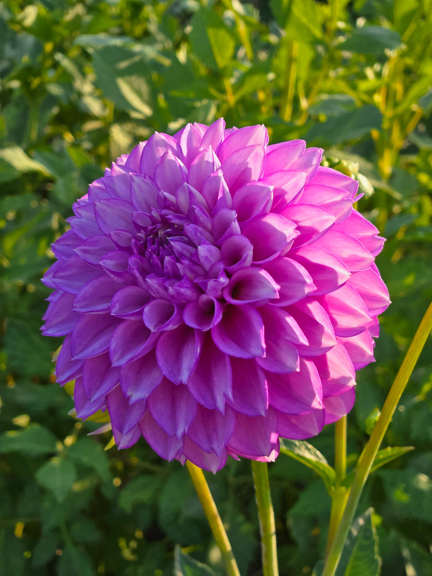 WB's Lavender Ice