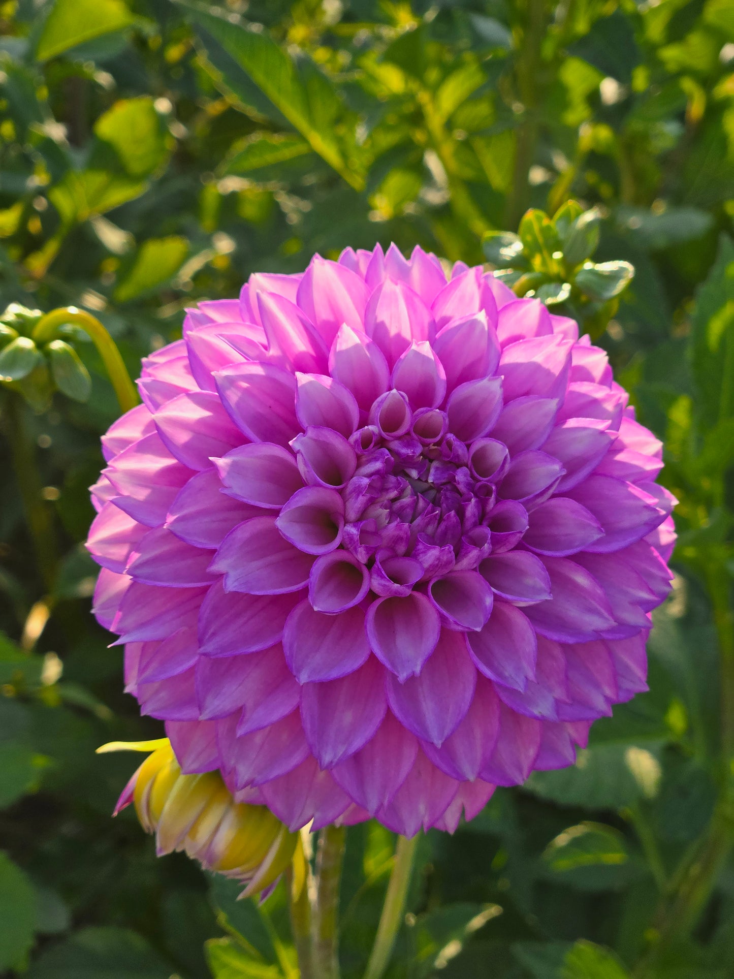WB's Lavender Ice
