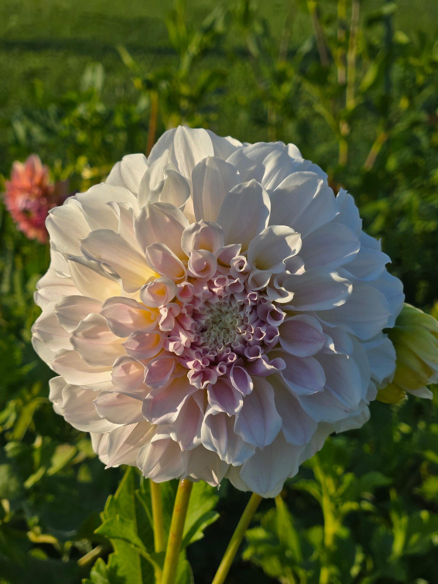 Irish Ruffles