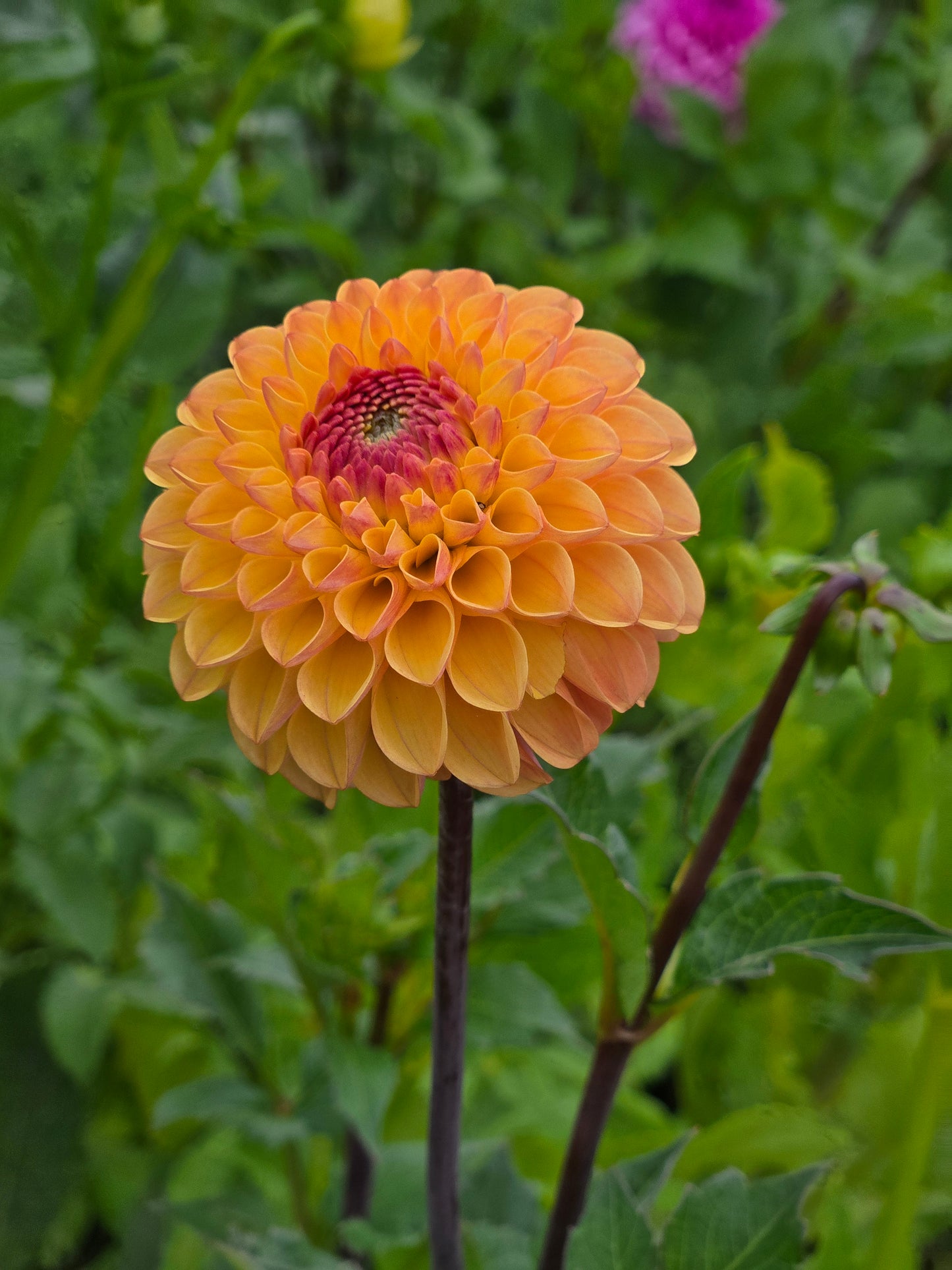 Clearview Butterscotch