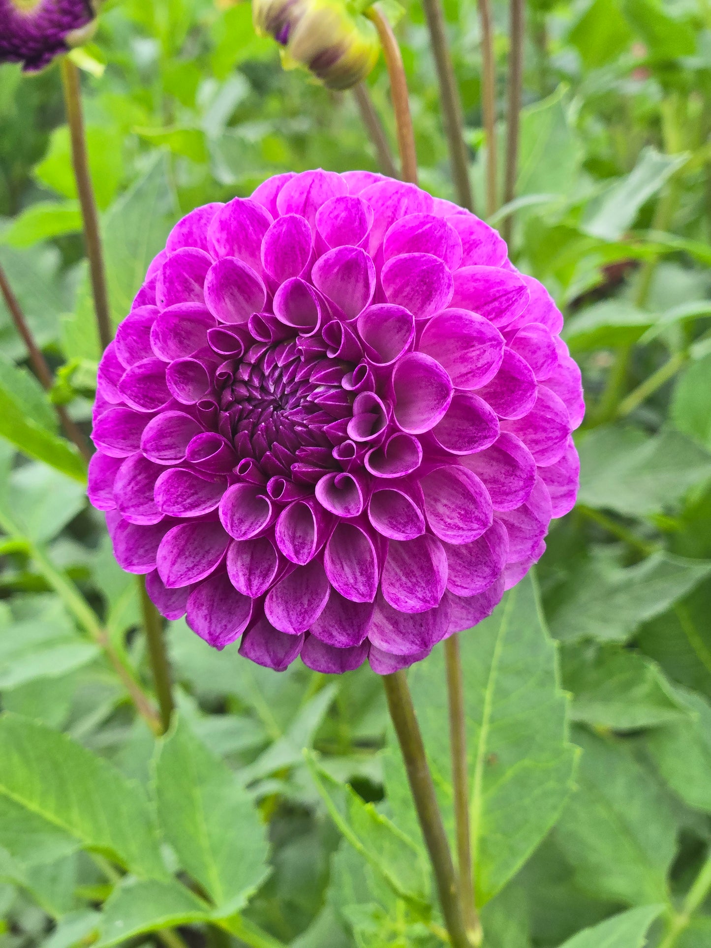Robann Royal