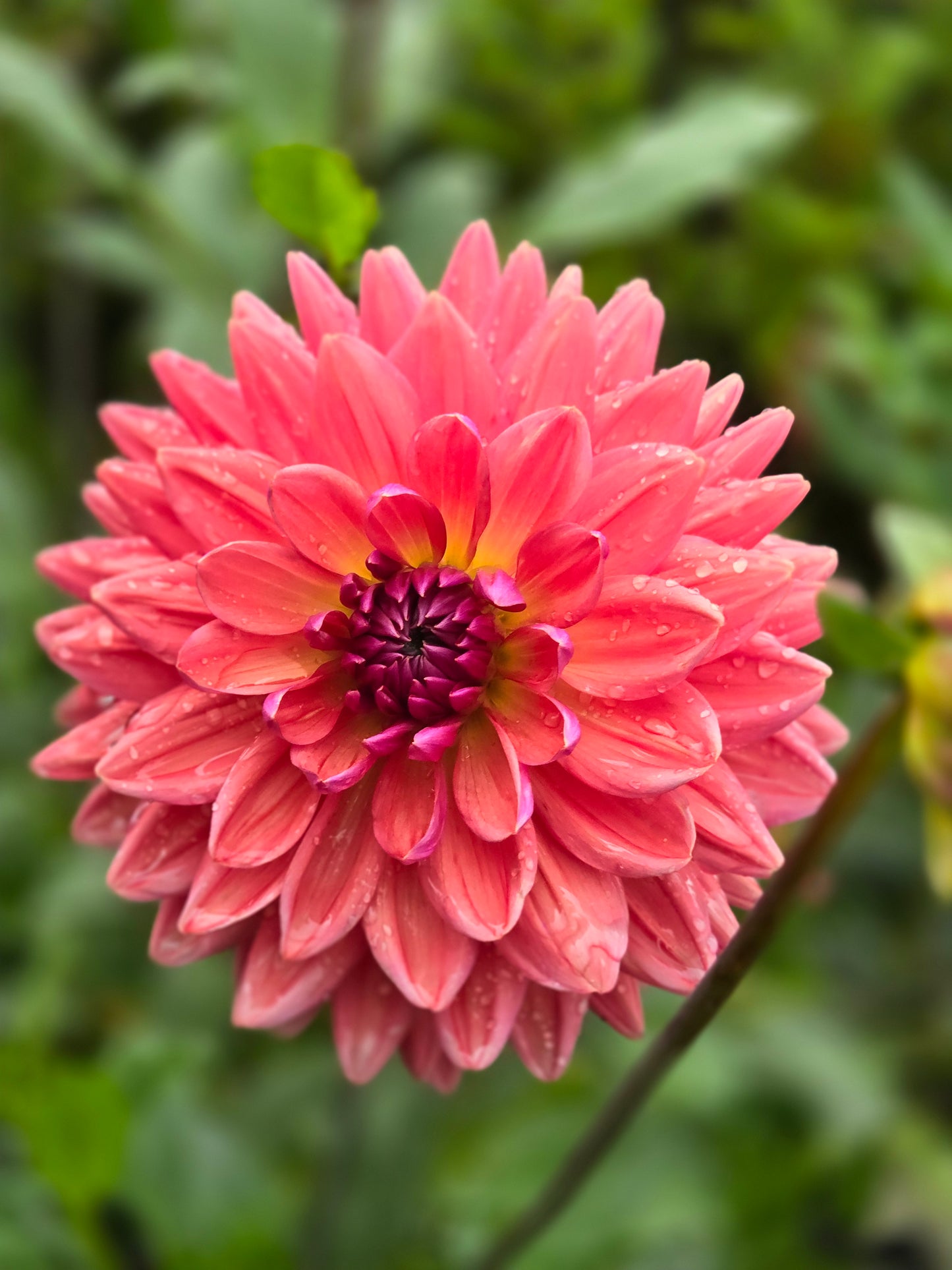 Dutch Pearl