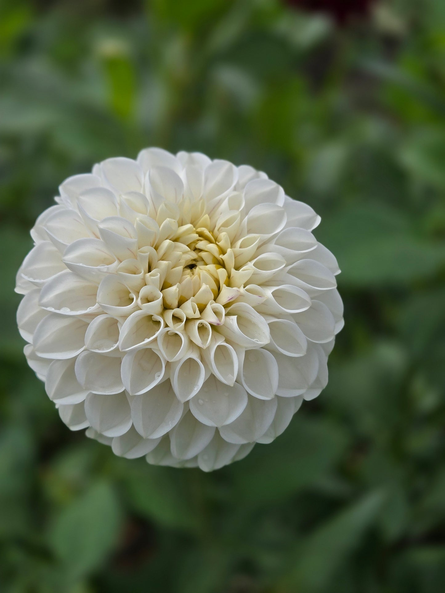 Ferncliff Bride