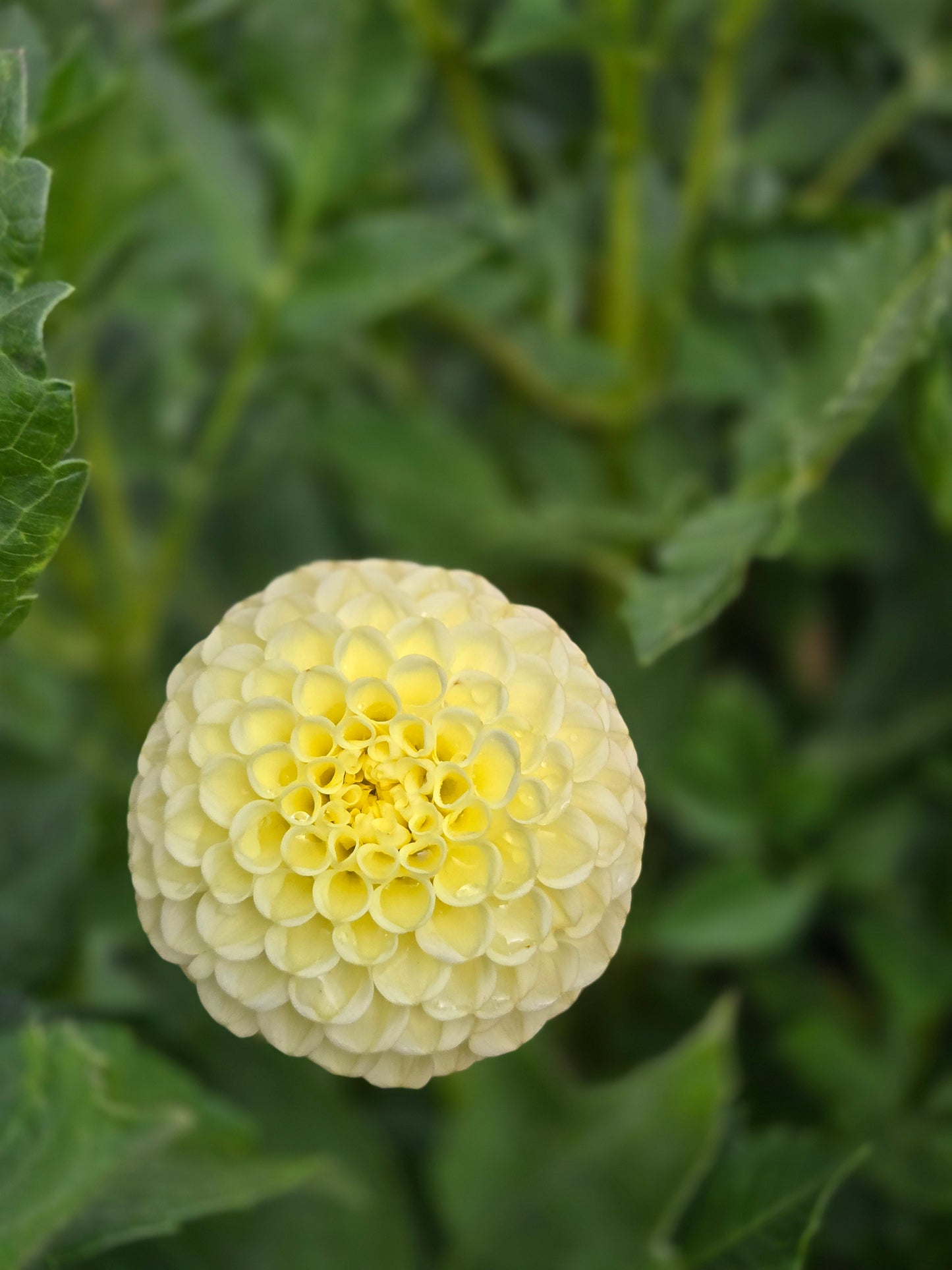 Ferncliff Gumdrops
