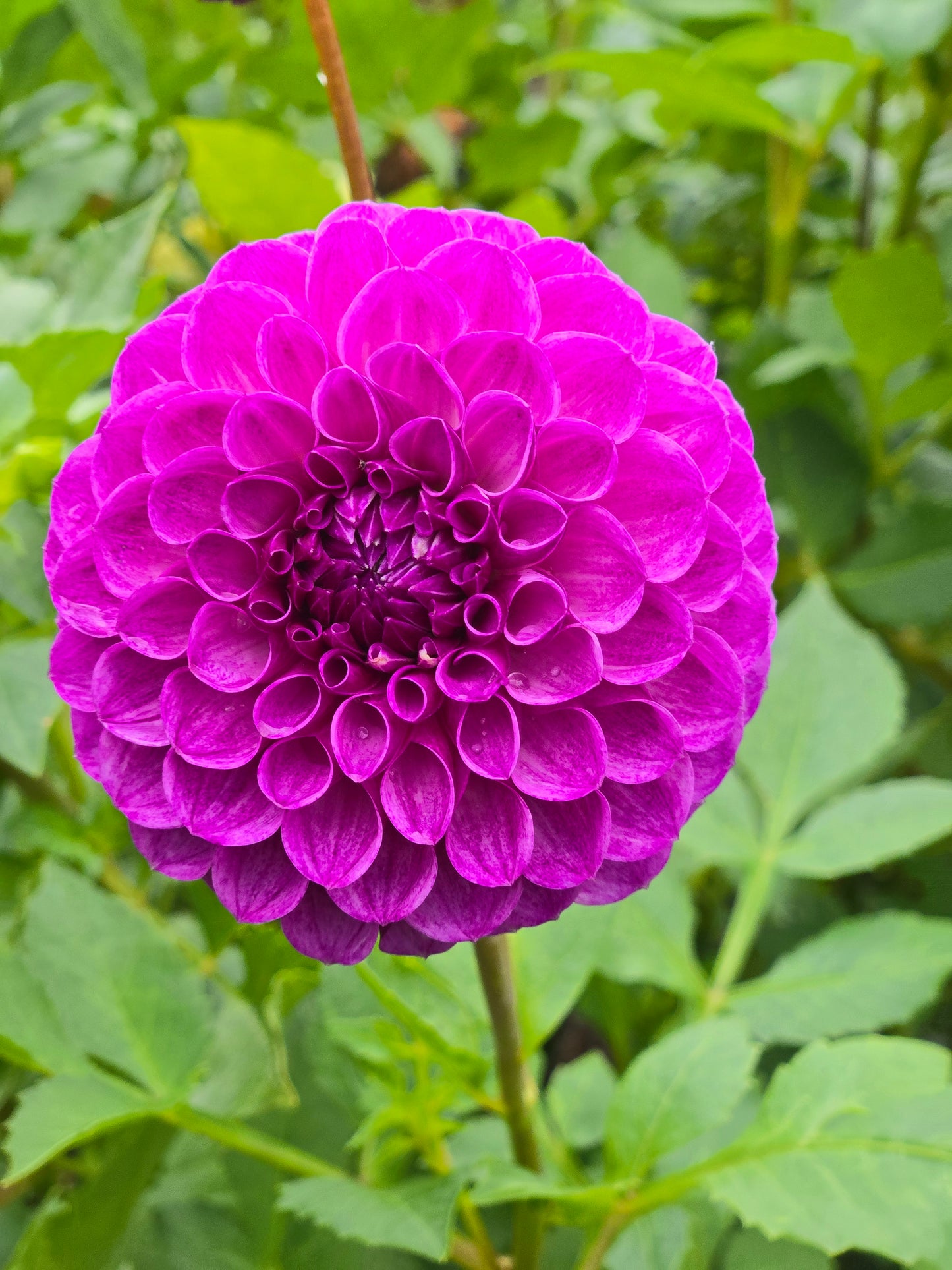 Robann Royal