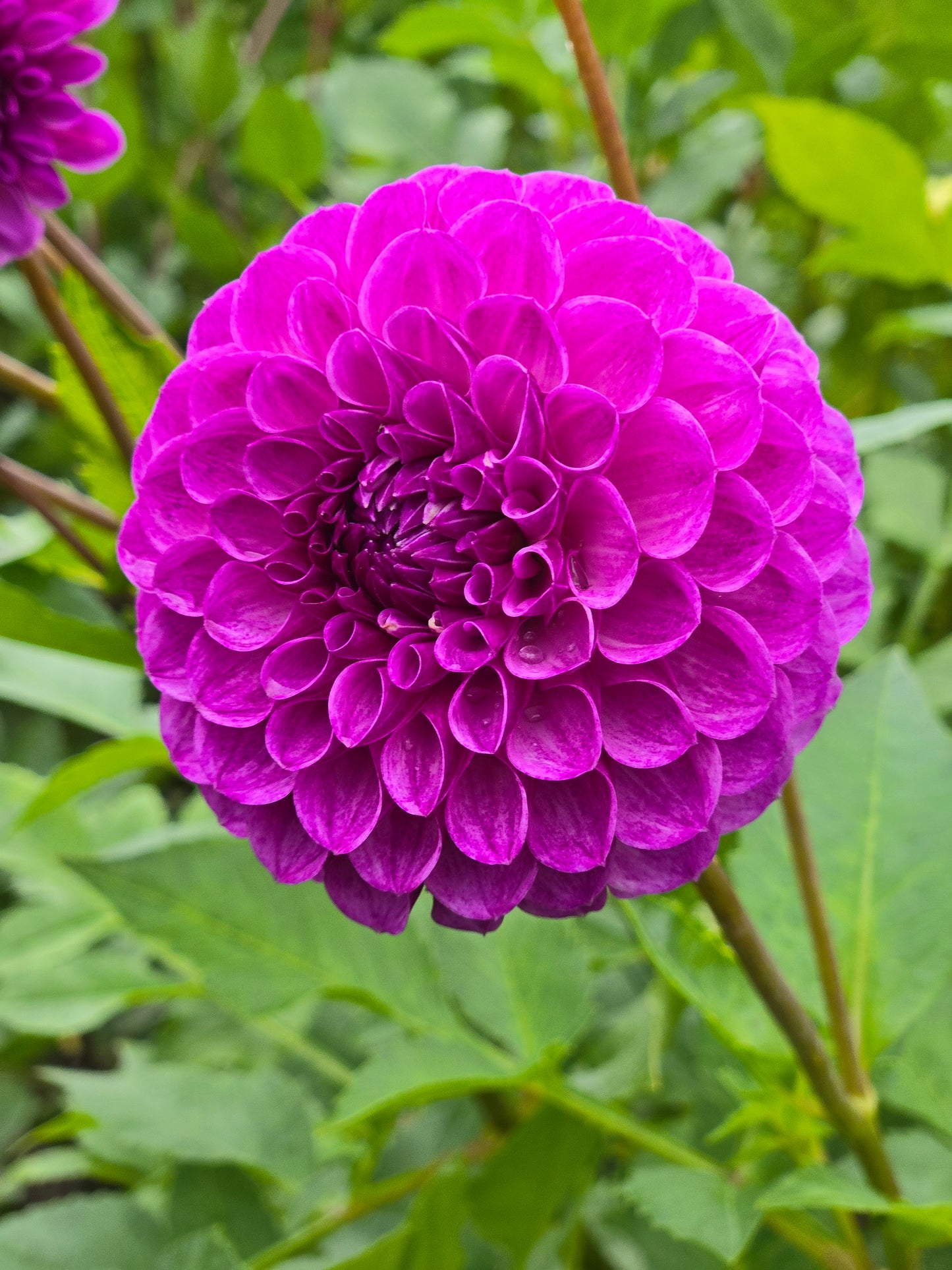 Robann Royal