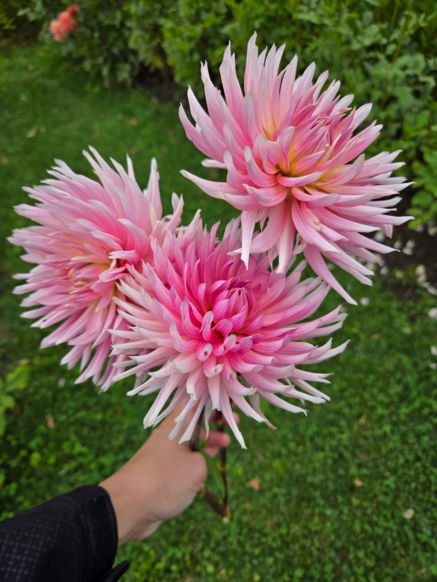 Hollyhill Cotton Candy
