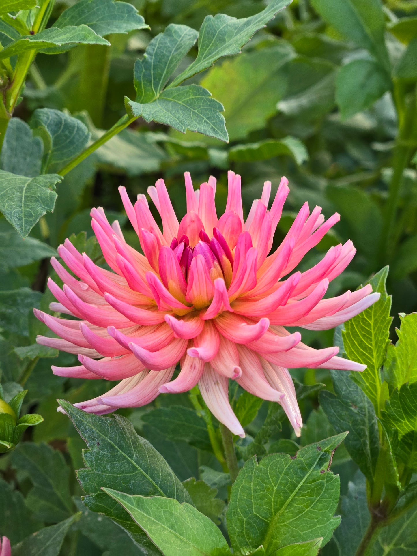 River's Coral