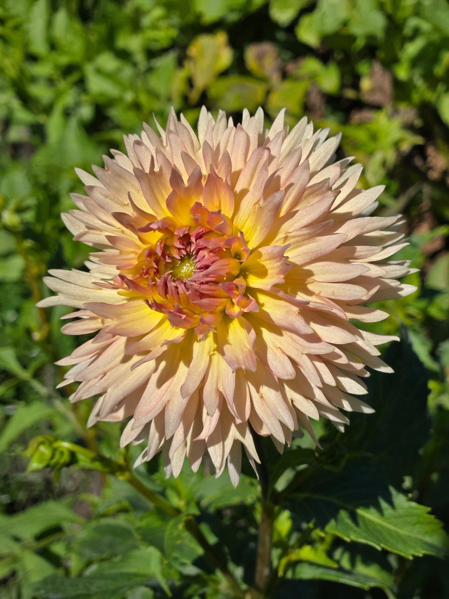 Lakeview Peach Fuzz