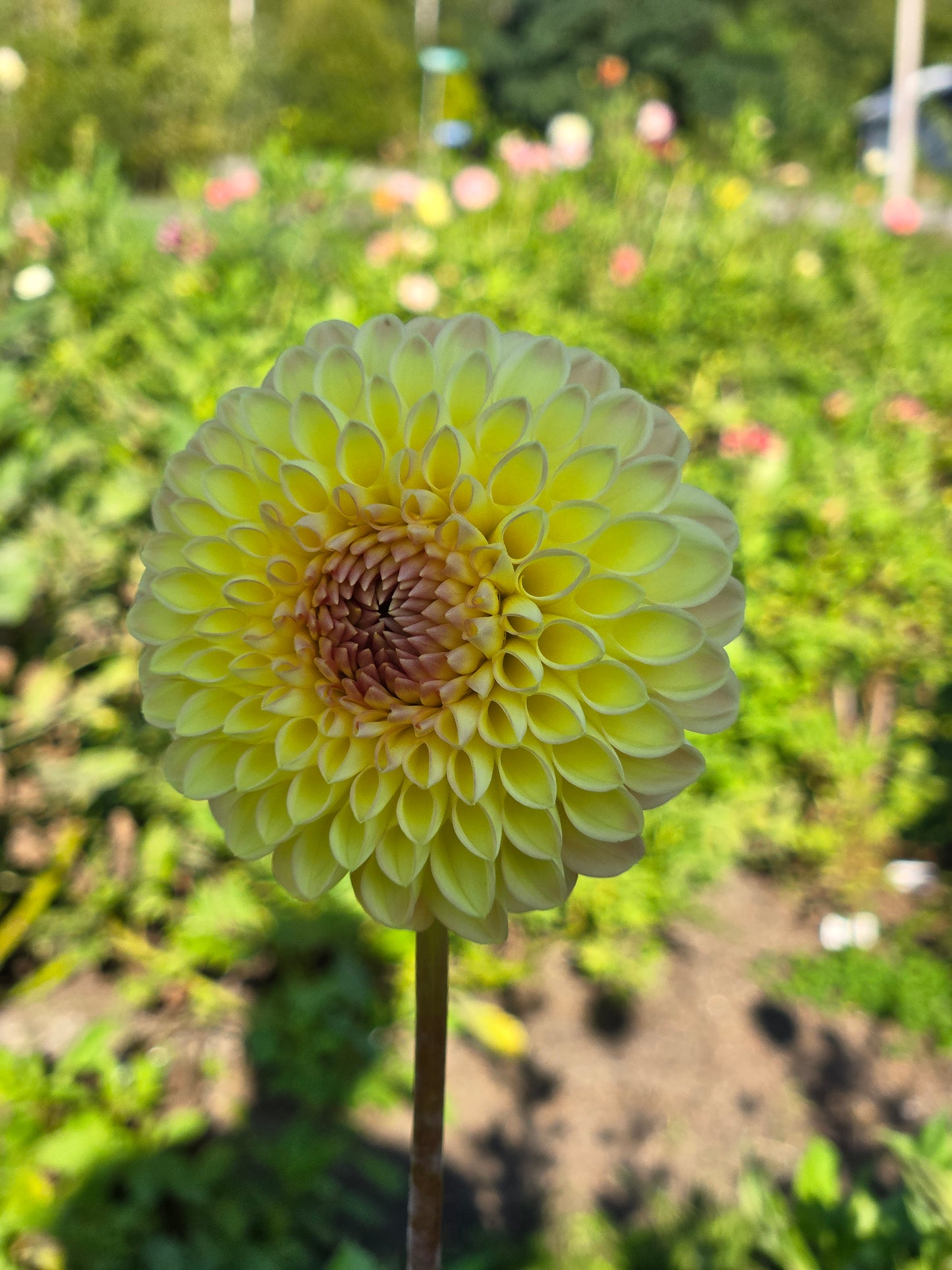 Ryecroft Delight