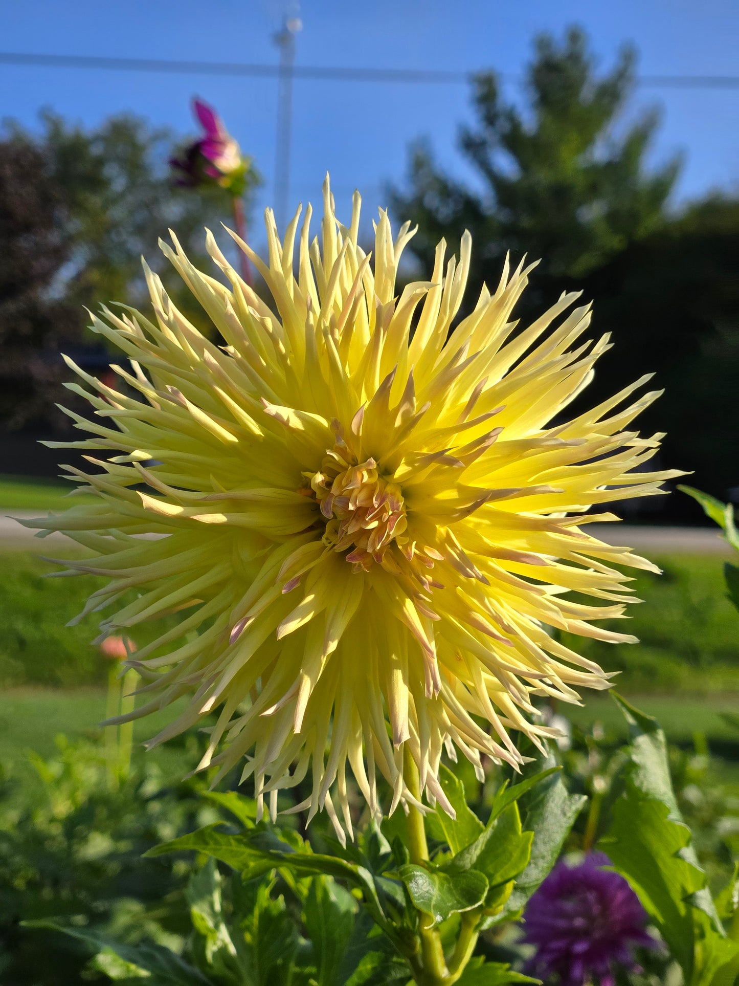 Bloomquist Dandelion