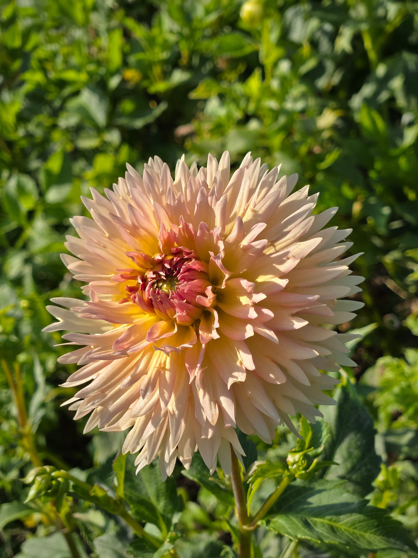 Lakeview Peach Fuzz