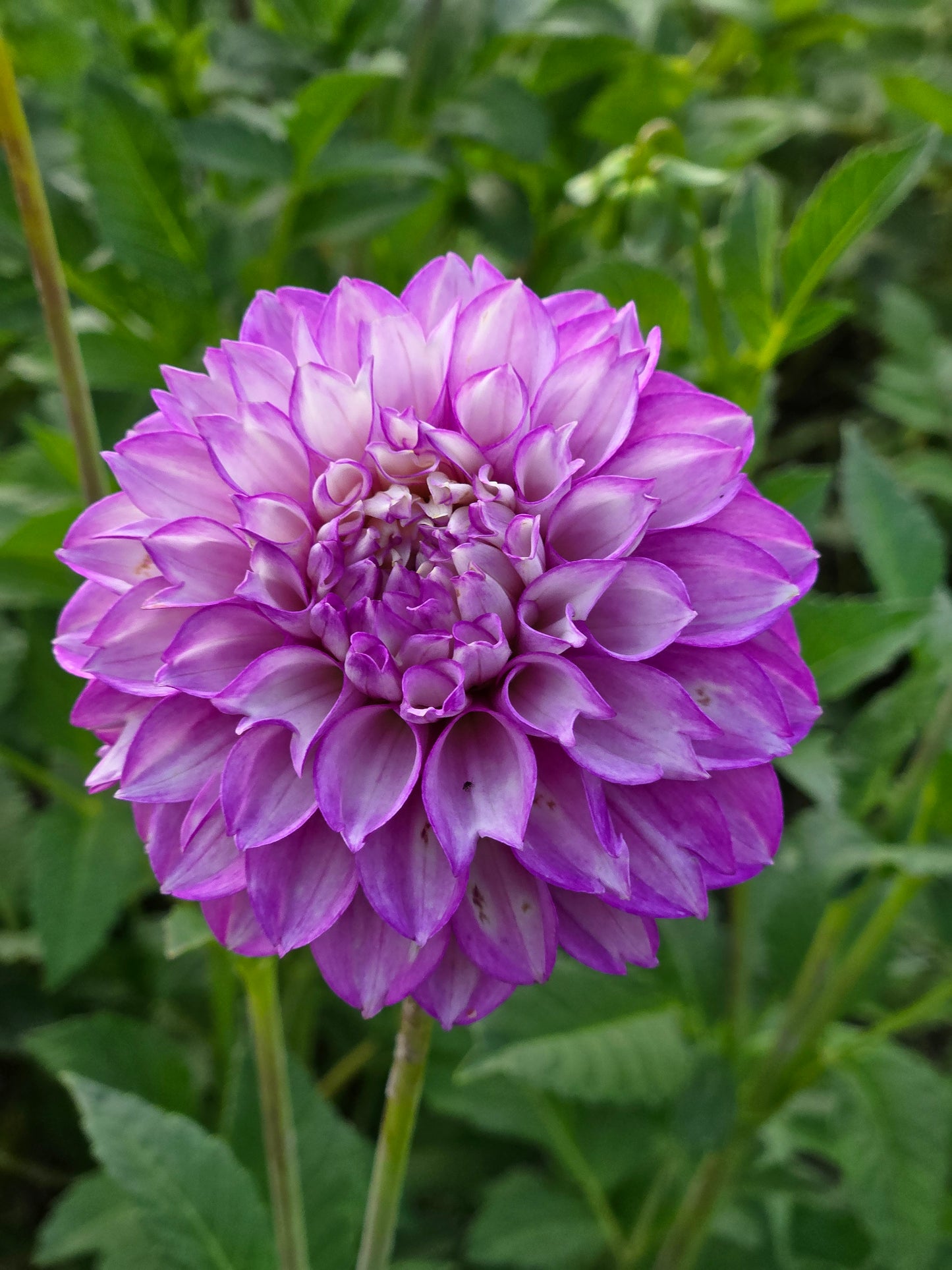 WB's Lavender Ice