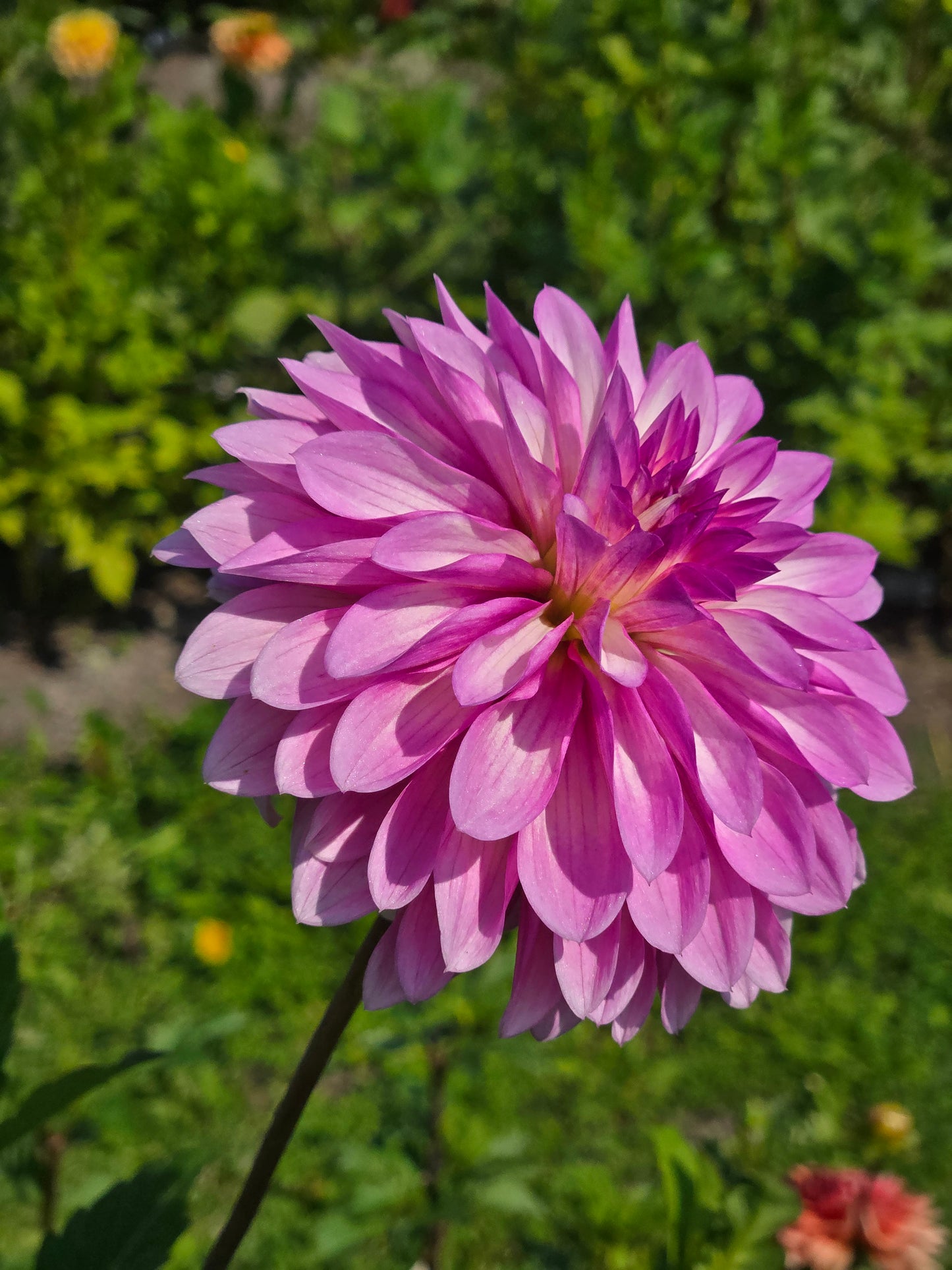 Bloomquist Fantastic