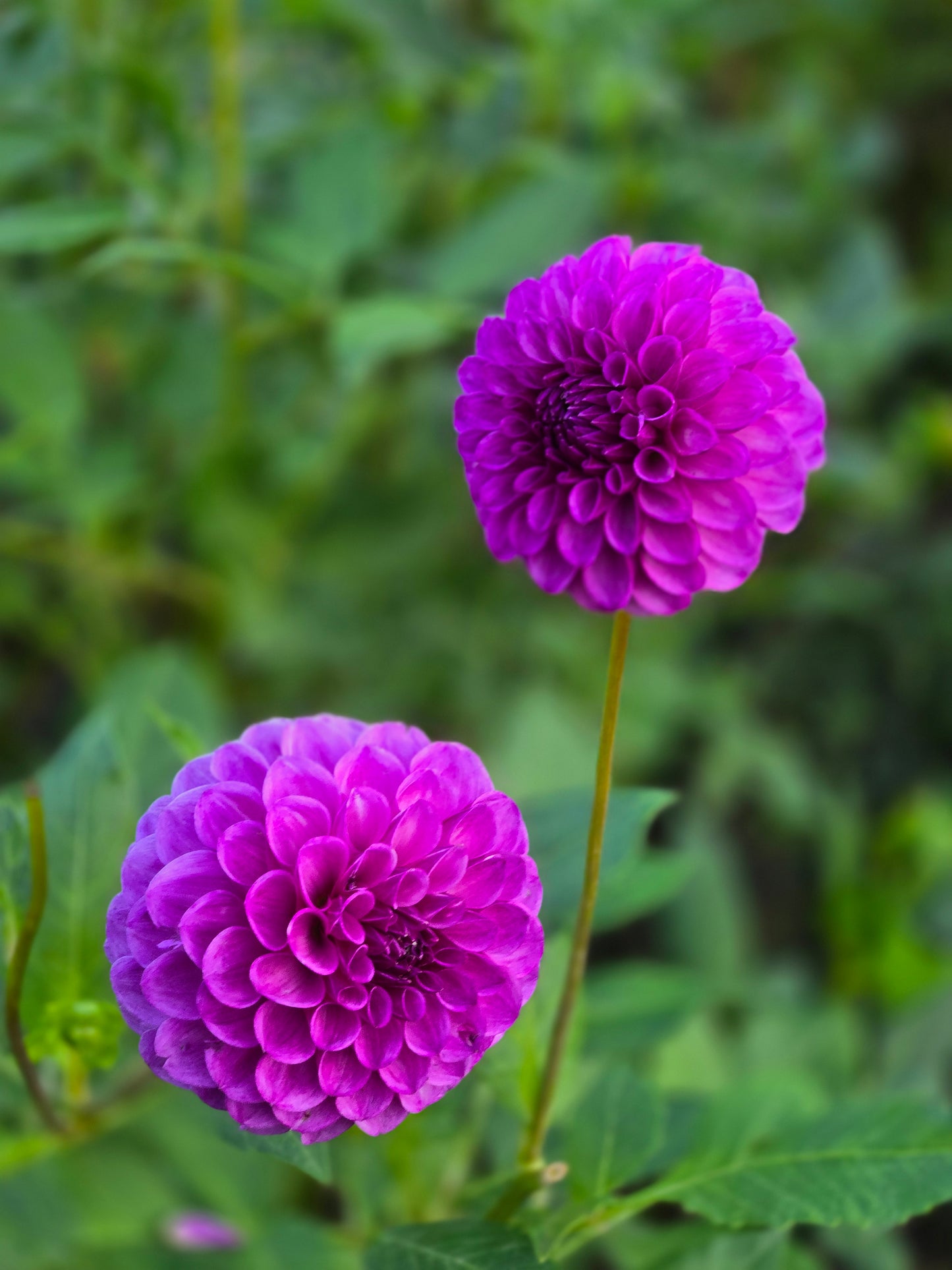 Robann Royal