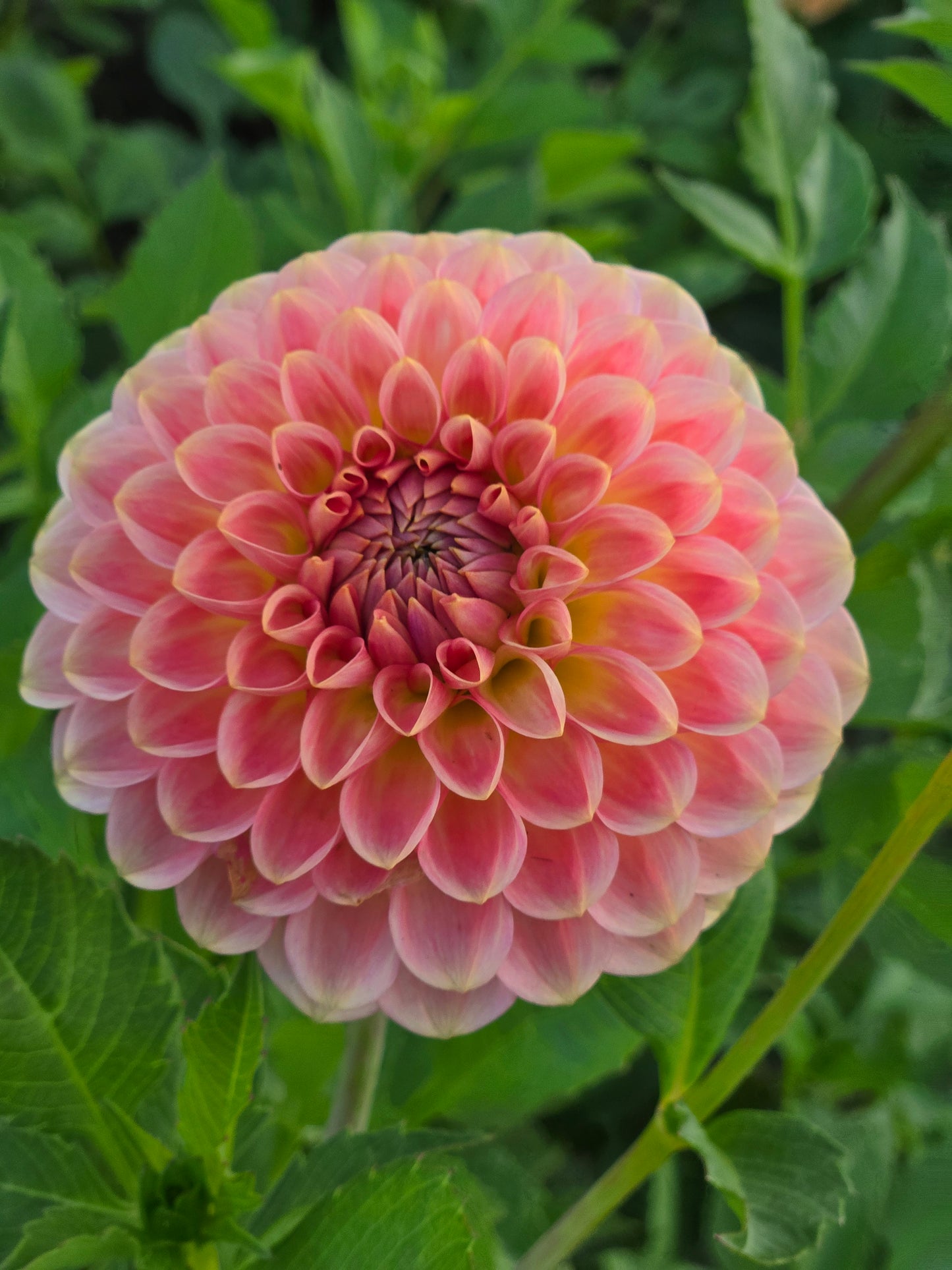 20th Ave Softer Peach