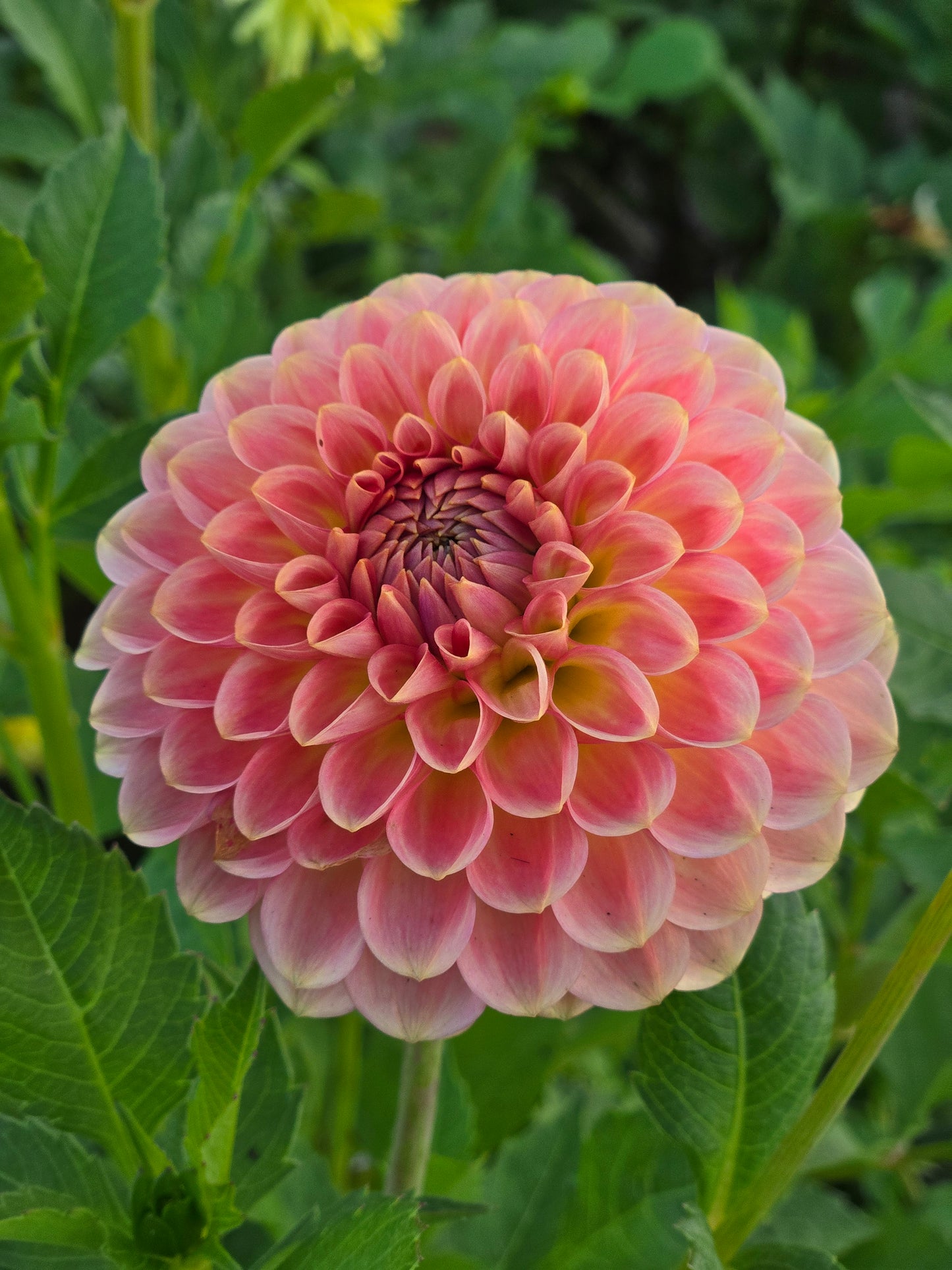 20th Ave Softer Peach