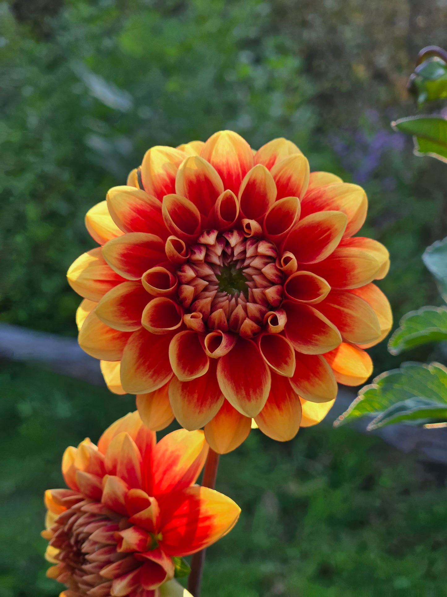 Orange-U-Glad