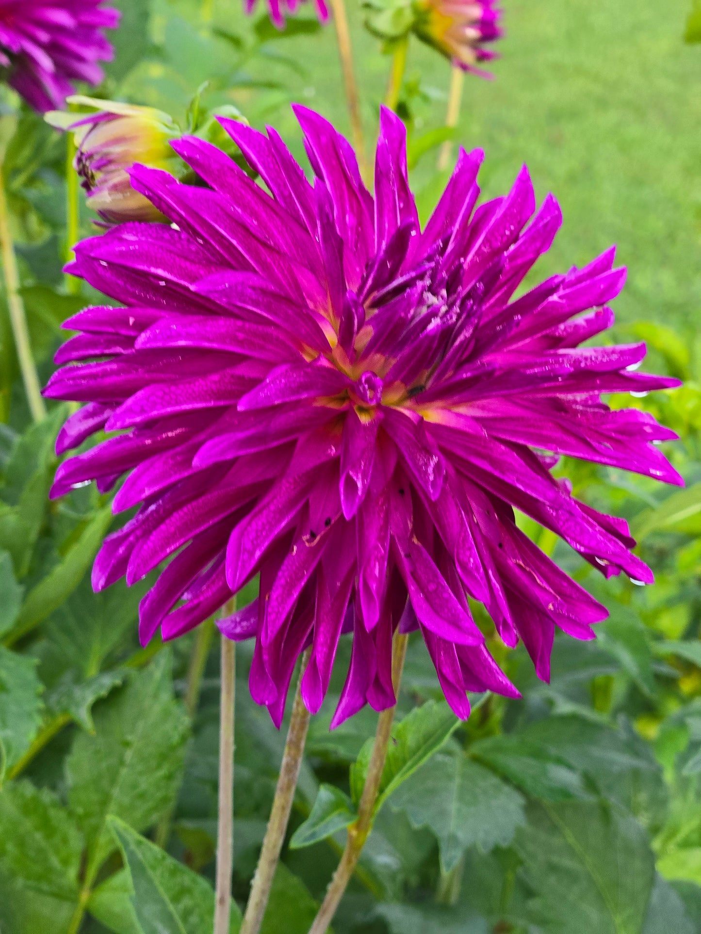 River's Pr Pinwheel