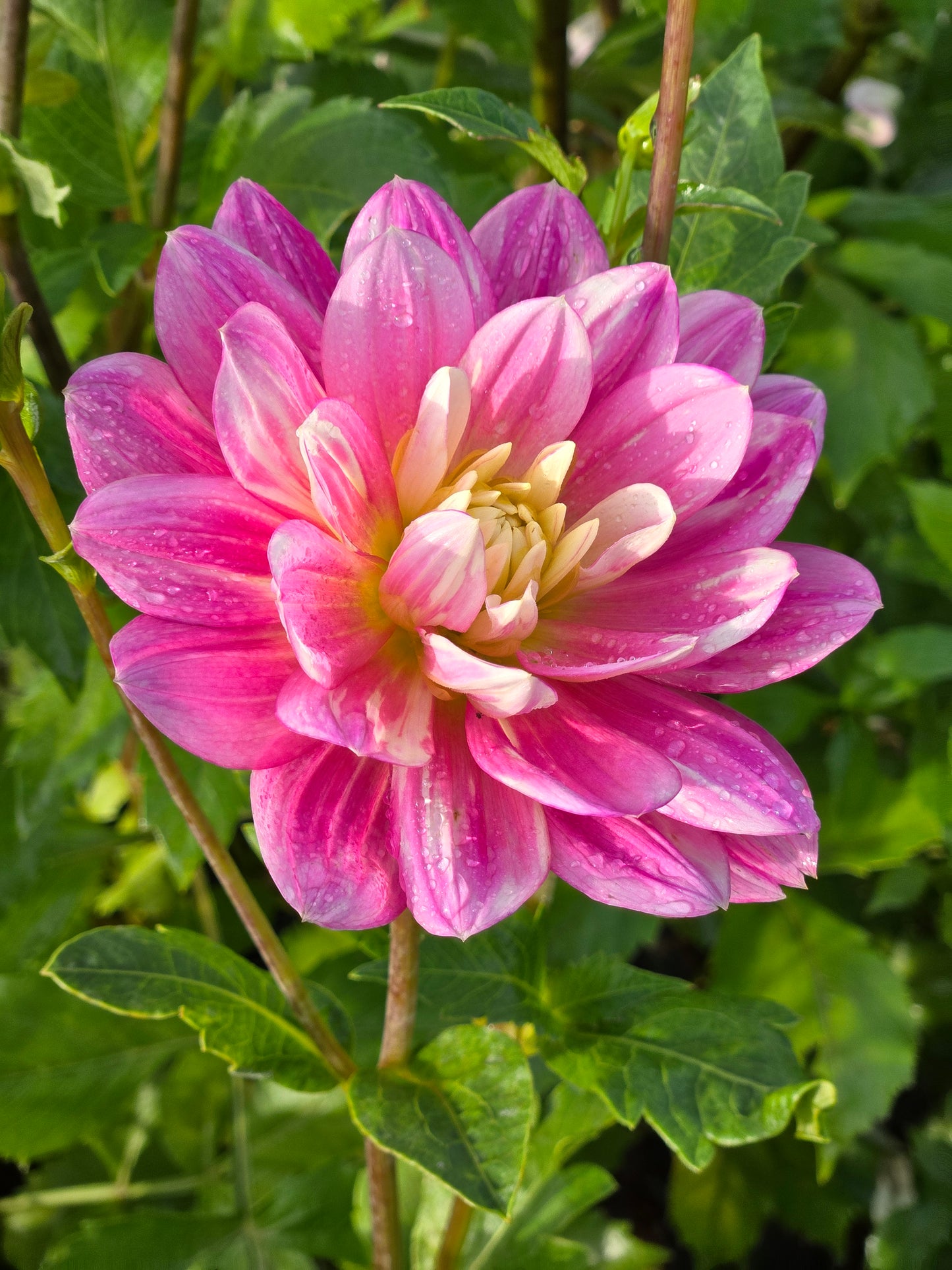 Hollyhill Pink Martini
