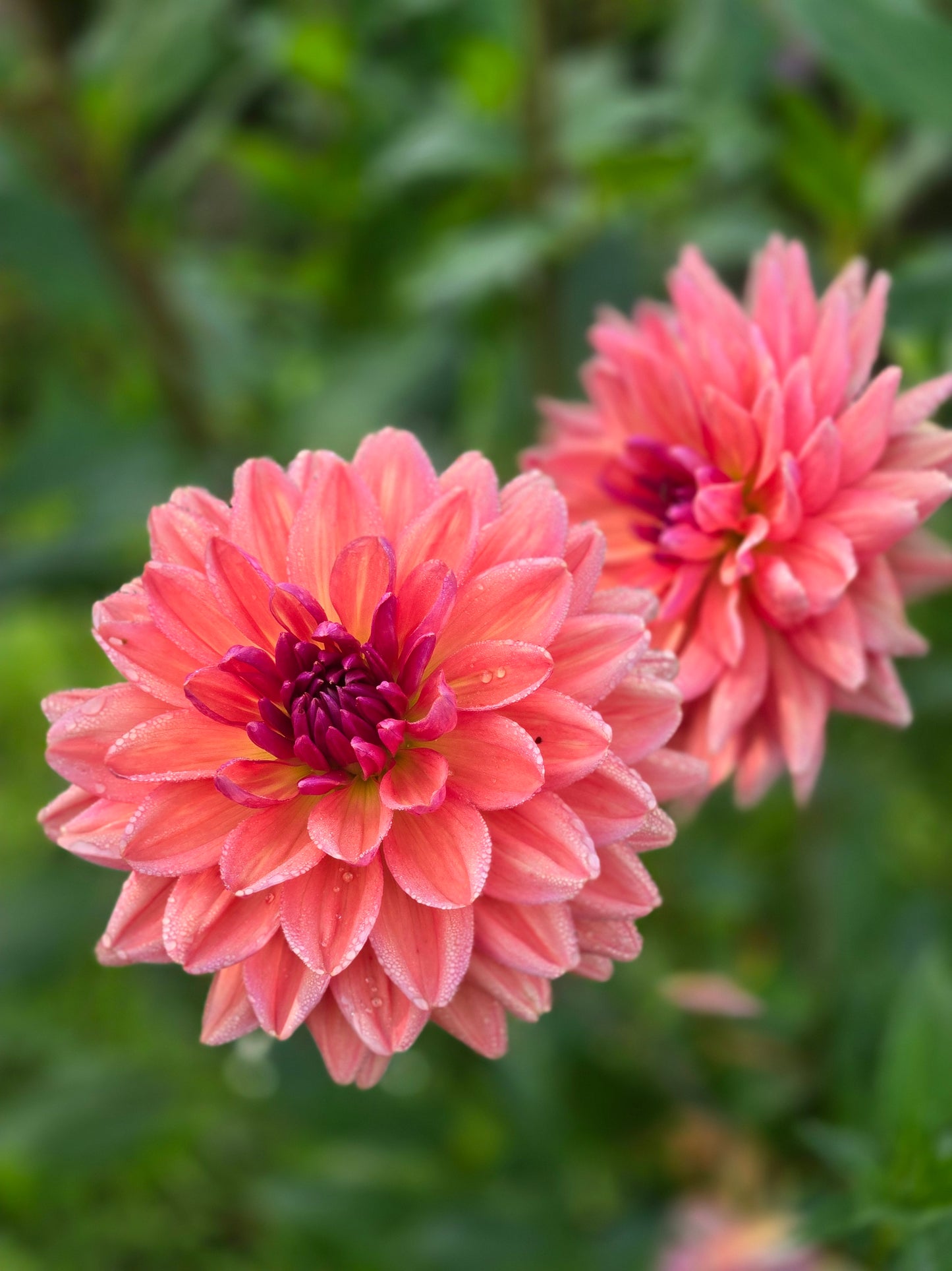 Dutch Pearl