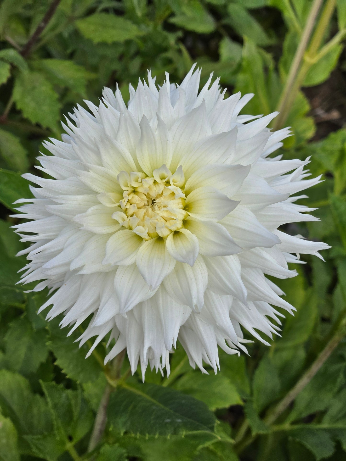 Woodlands Sarafina