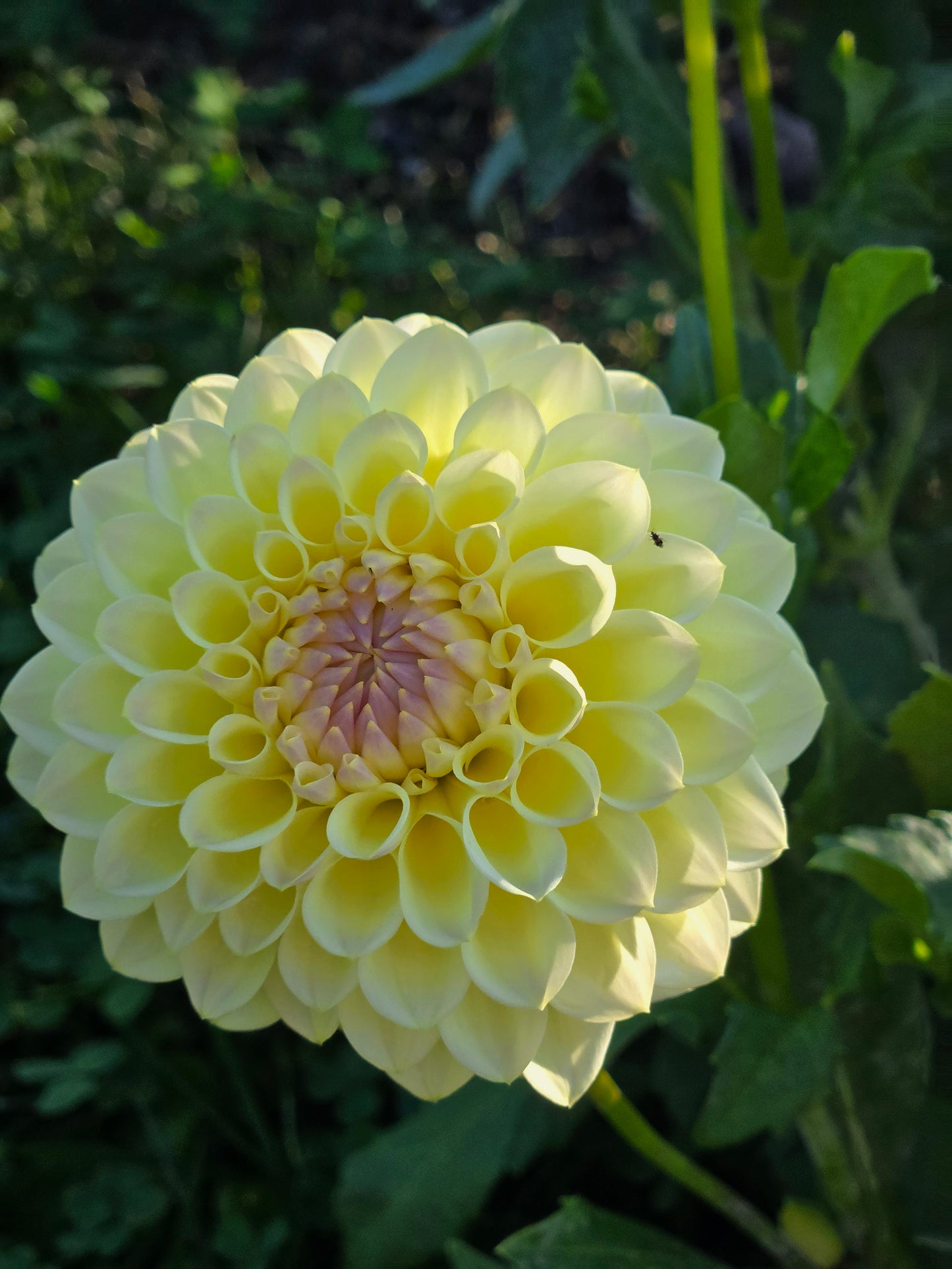 Primrose Diane