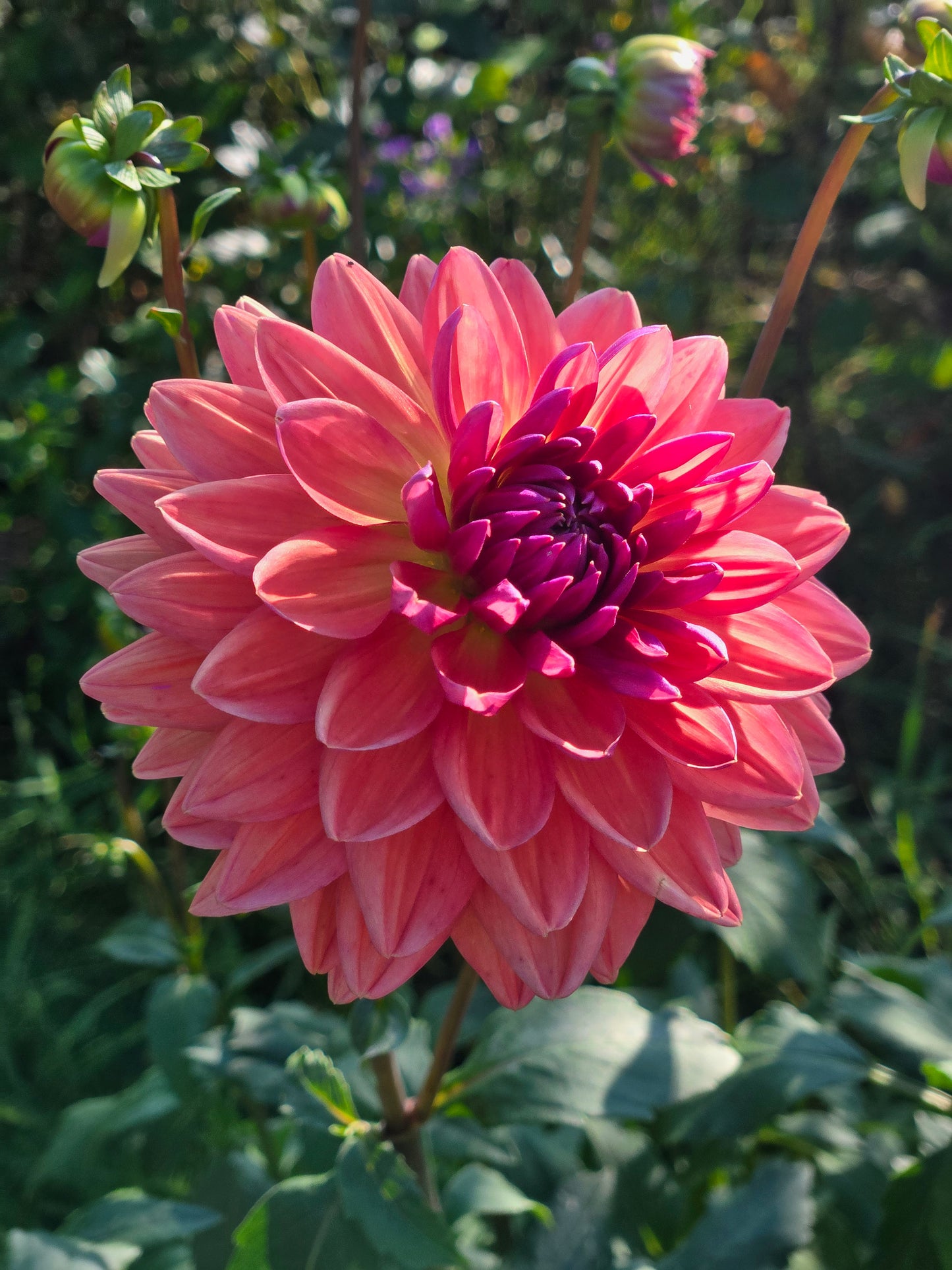 Dutch Pearl