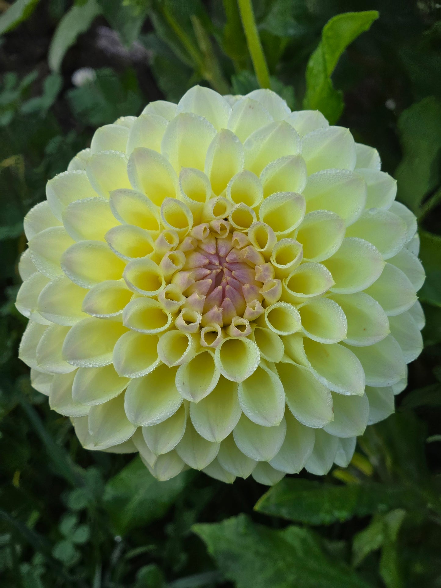 Primrose Diane