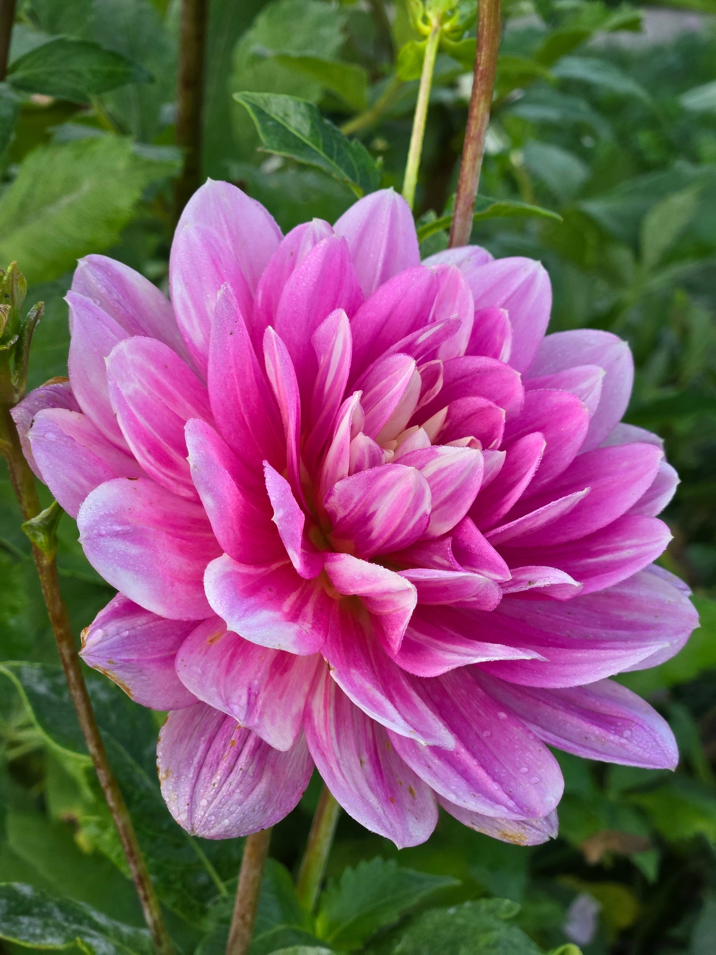 Hollyhill Pink Martini