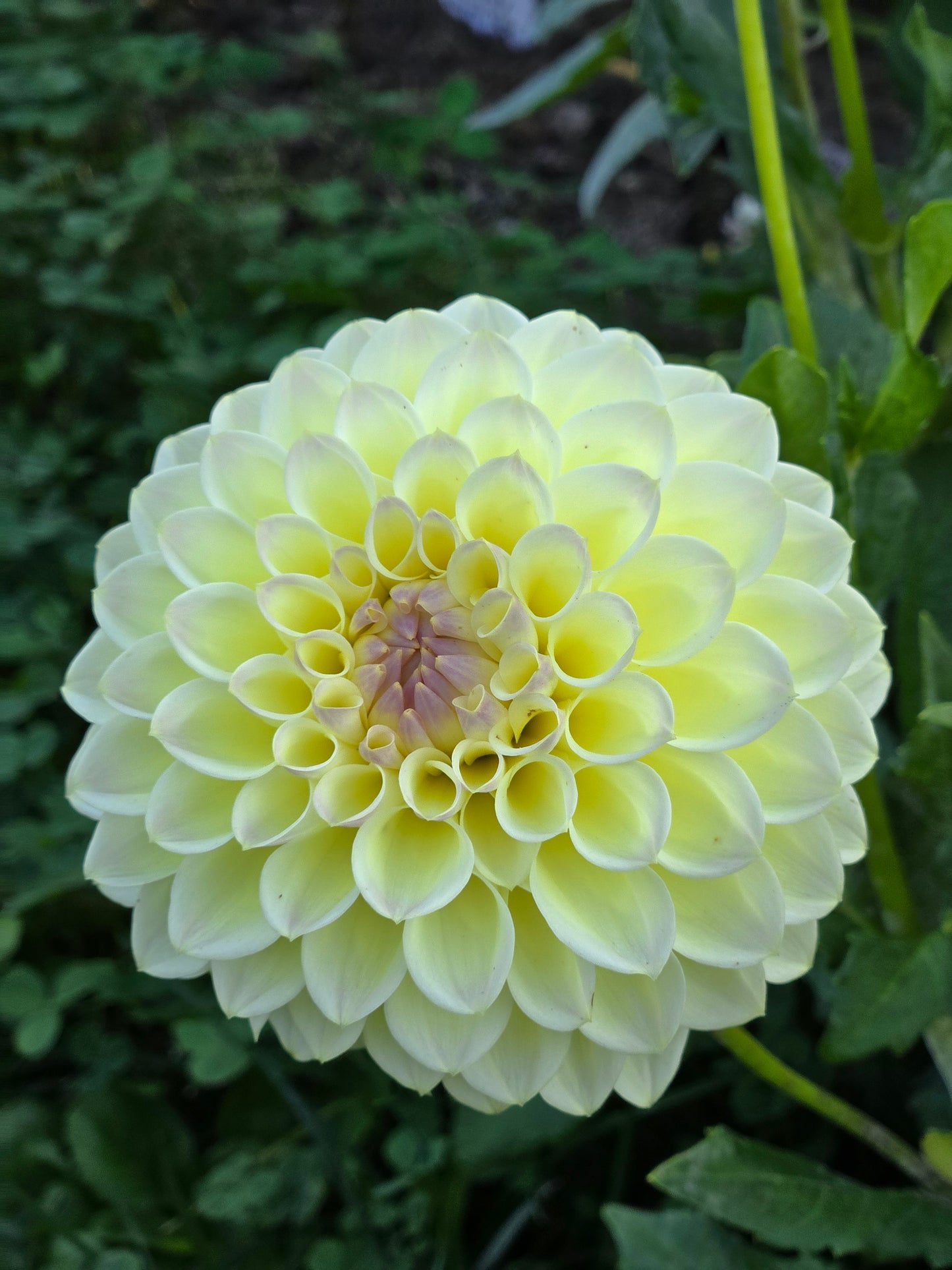 Primrose Diane