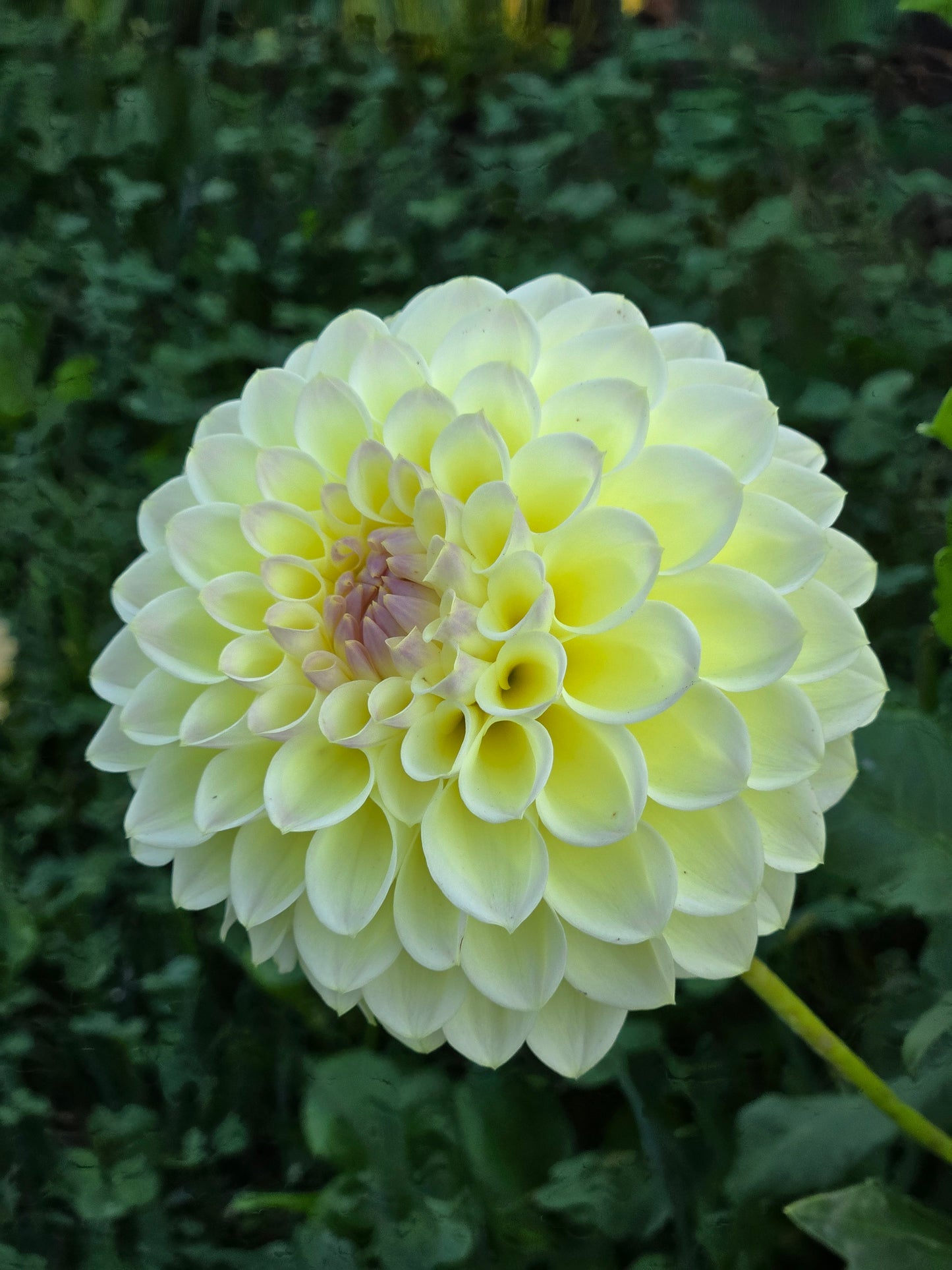 Primrose Diane